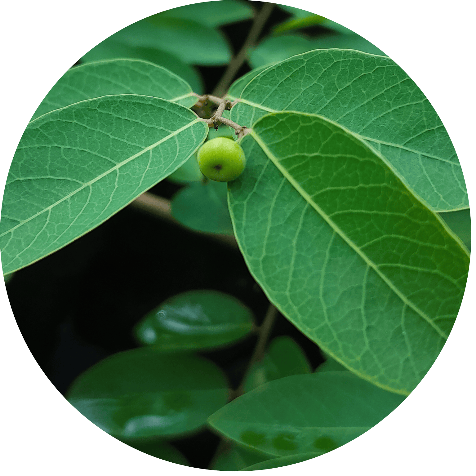 Phyllanthus