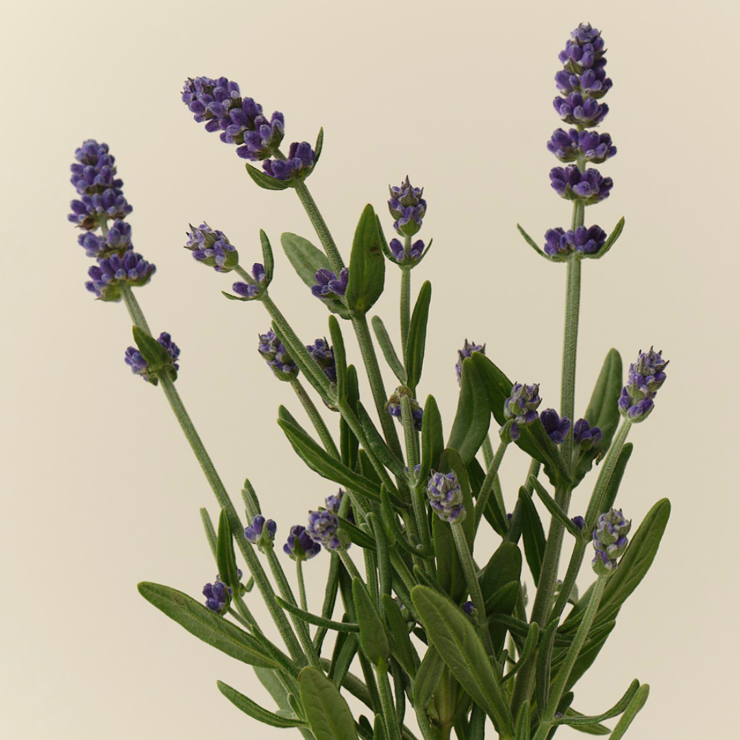 Lavendel