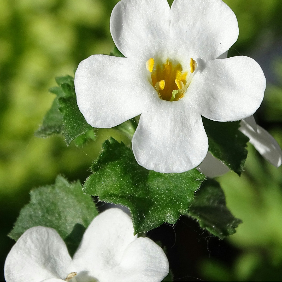 Brahmi