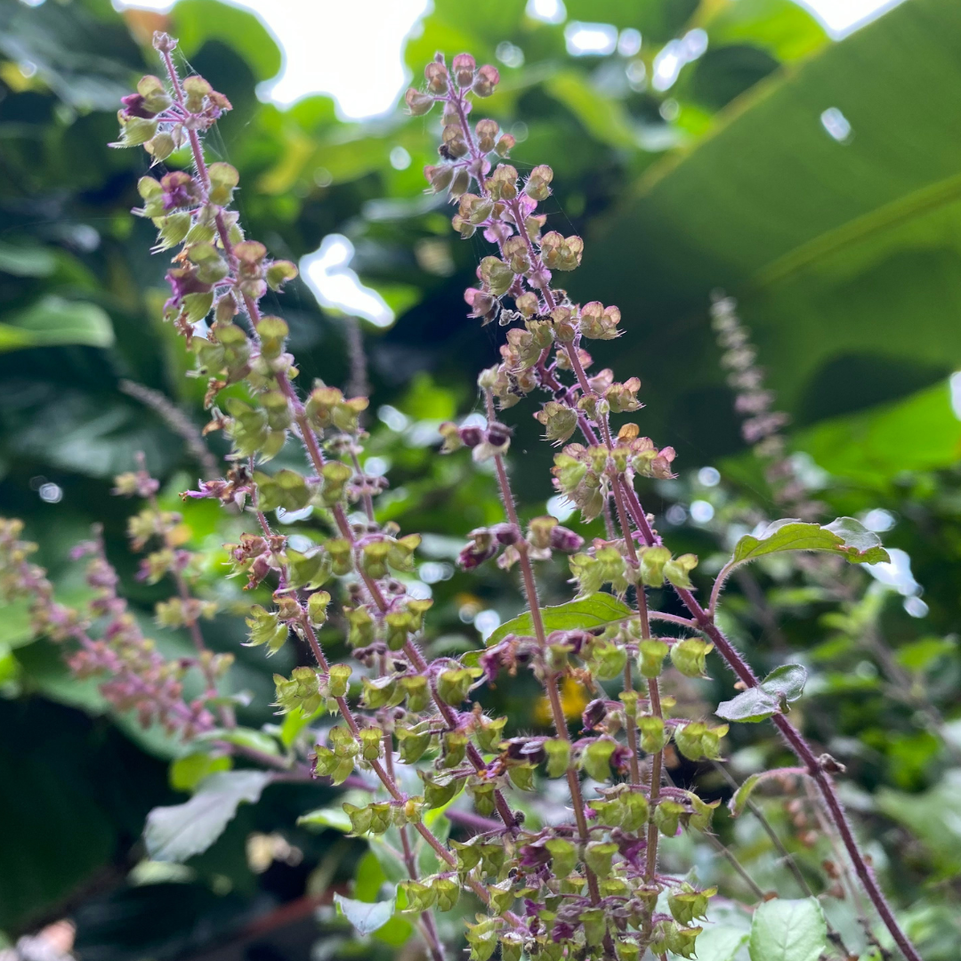 Tulsi