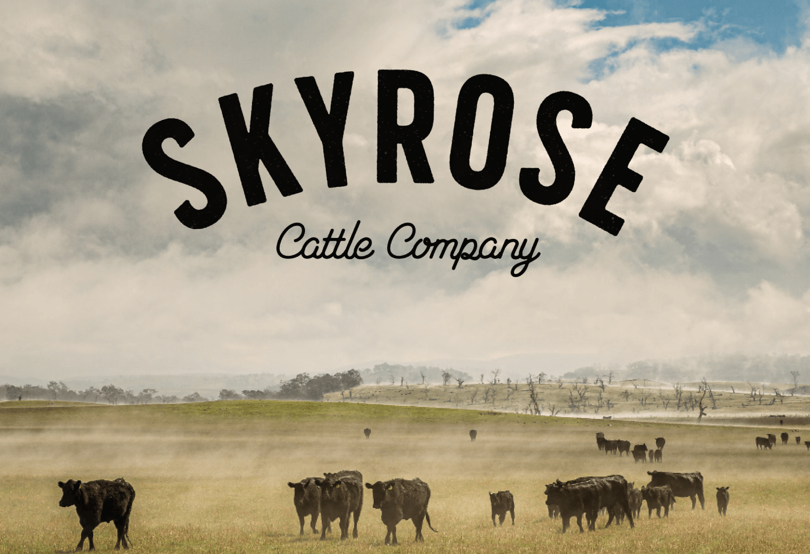 skyrose cattle company logo on top of image with cattle field