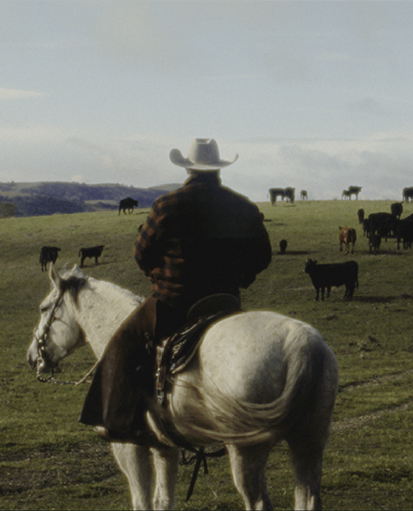 Rancher riding horse in cattle field