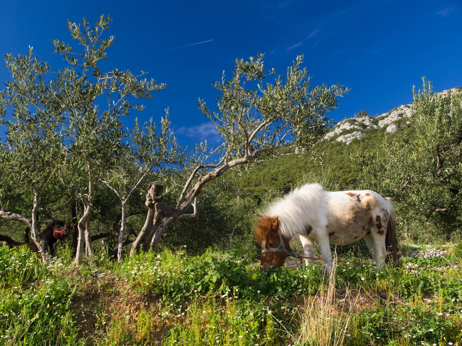 Parque Nacional de Mljet - Trstenik - Kućište · recorrido de Dalmacia en bicicleta, desde Trogir