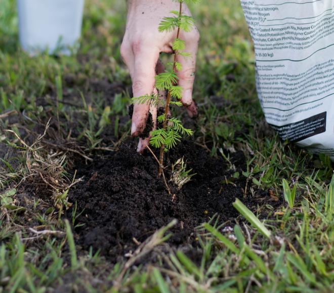 Hand planting a small green sapling in soil with a fertilizer bag visible nearby on grassy ground.