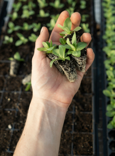 Hand holding three small green seedlings with visible roots over soil in a nursery tray.