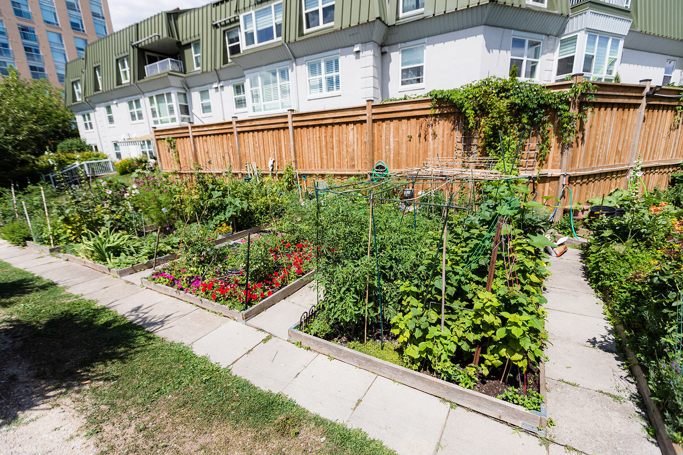 Urban community garden with raised beds containing various green plants and flowers next to a sidewalk and residential buildings.