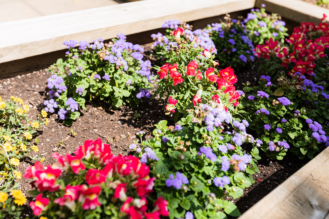 Flower bed with clusters of red, purple, and yellow flowers surrounded by wooden borders.