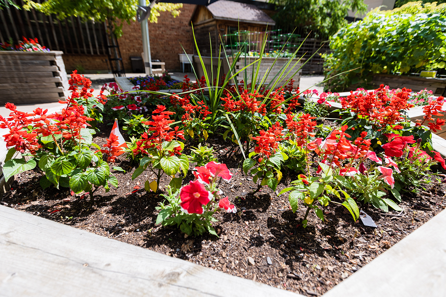 Raised garden bed with vibrant red flowers and green plants in a sunny backyard.