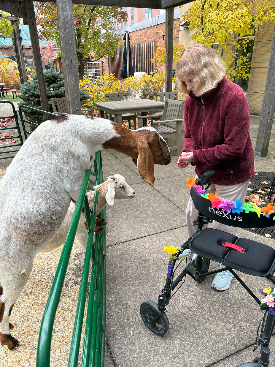 An elderly woman in a maroon jacket feeds two goats over a green metal fence, with her walker decorated with colorful flowers nearby in an outdoor courtyard.