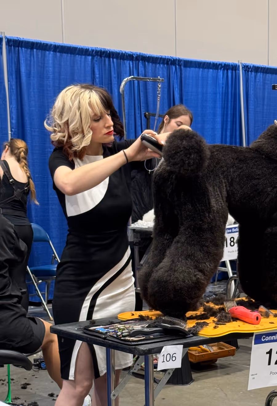 Constance Williams grooming a poodle during a dog show