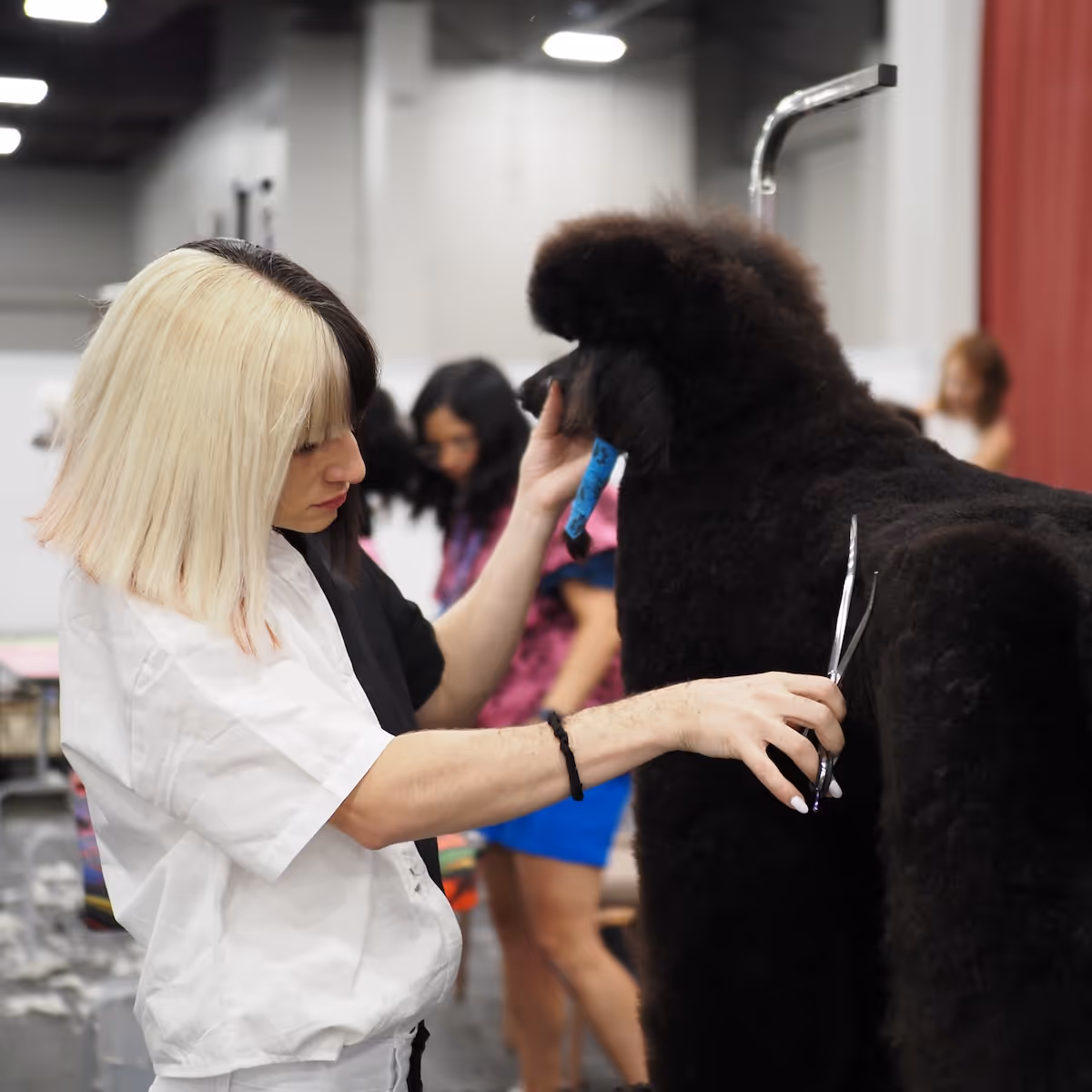 Constance Williams grooming a poodle during a dog show