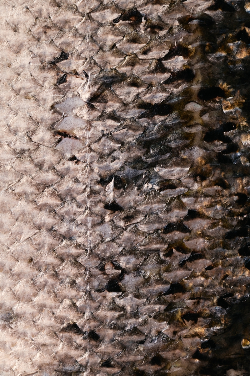 Salmon skin