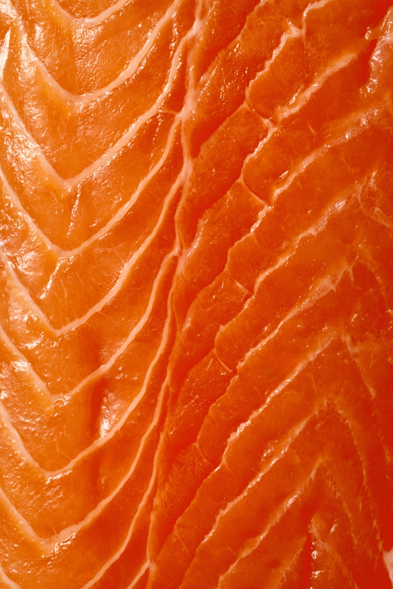 Salmon