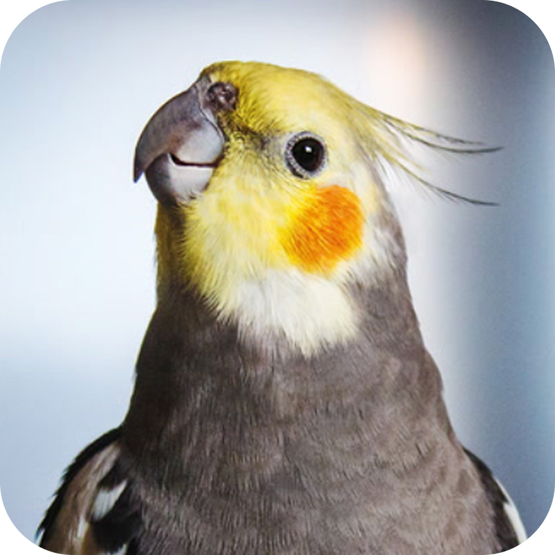 profilbild husdjur