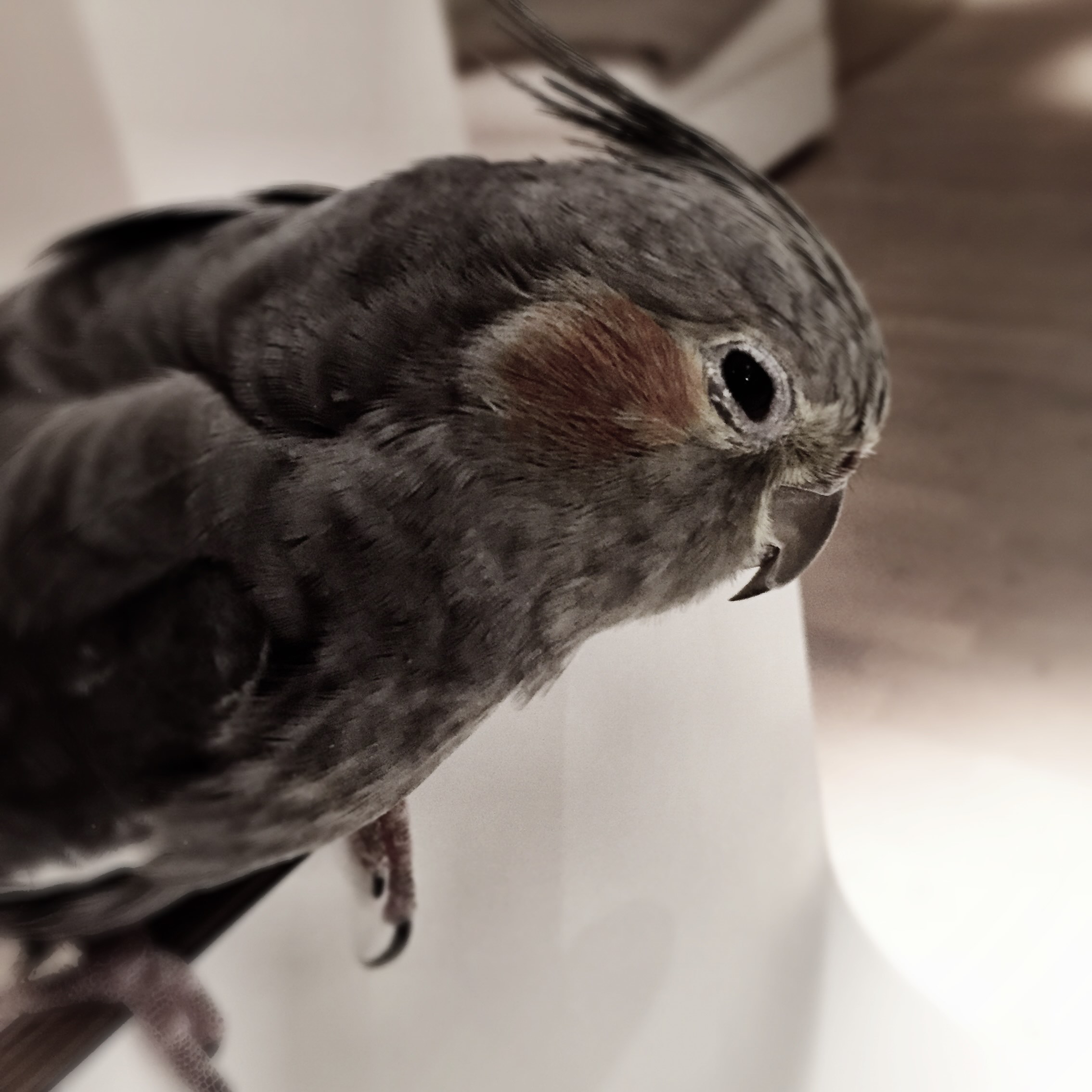 profilbild husdjur