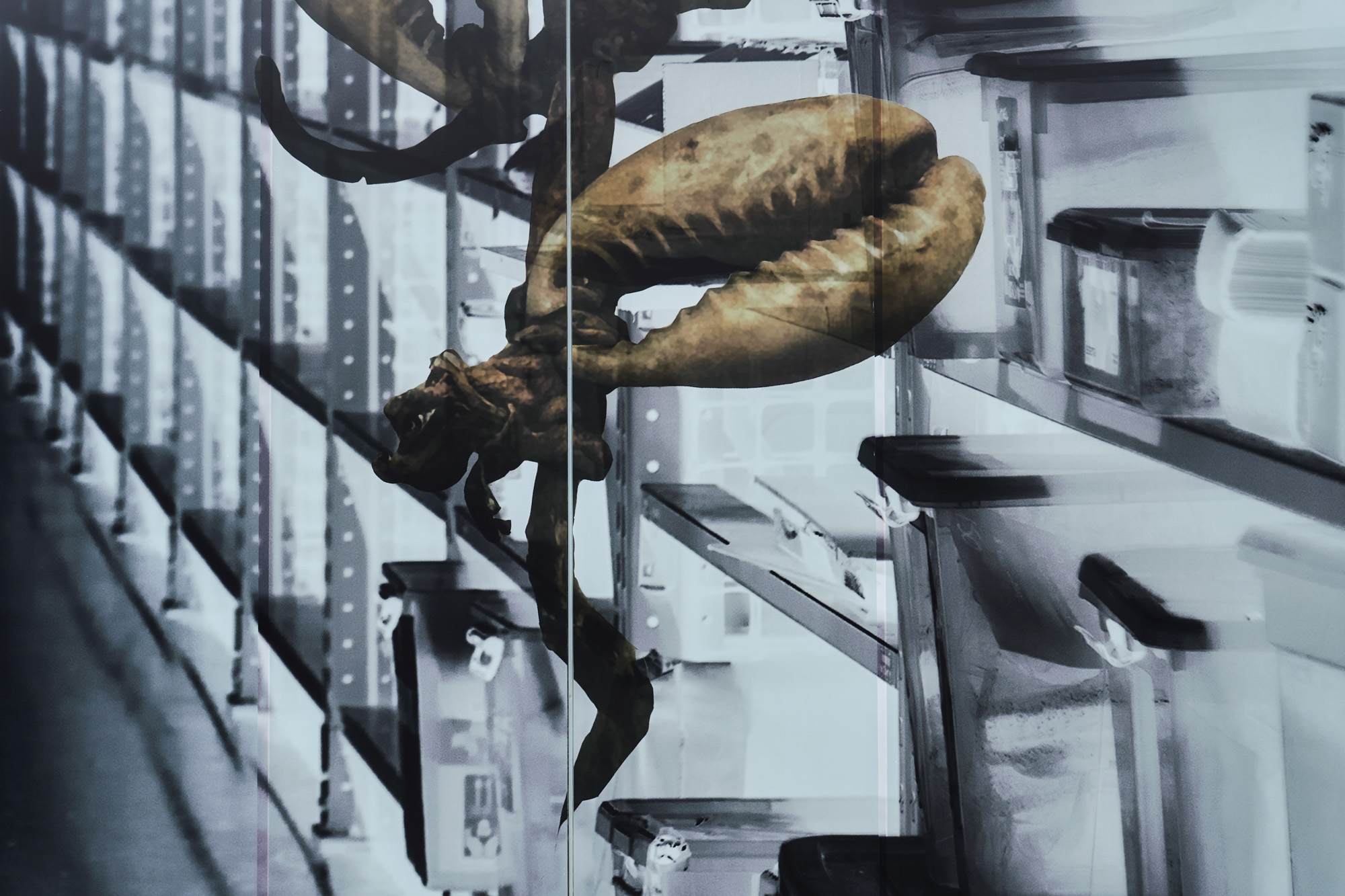 Close-up of a large sepia-coloured cowrie shell knotted to hide, layered over an inverted photograph of archive shelving and boxes.