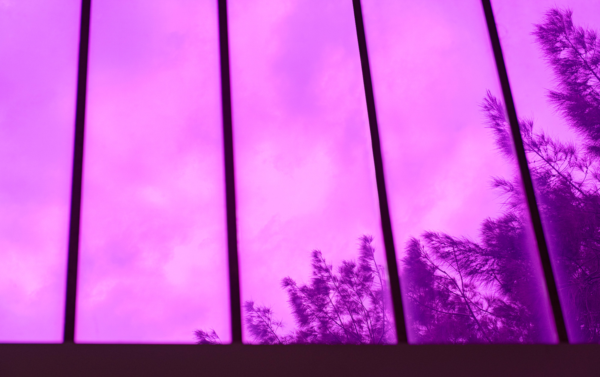 Upward view through tall gallery windows covered in purple film, with the dark silhouettes of tree branches and a cloudy sky visible beyond the vertical window frames.