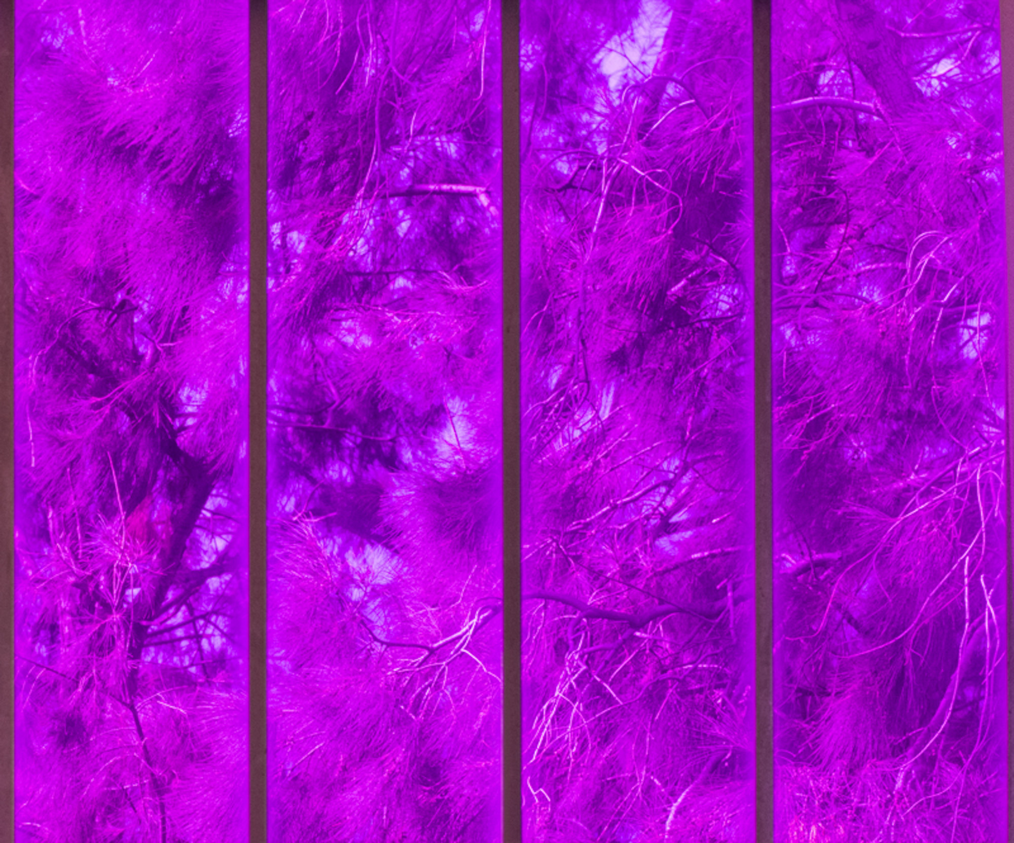 Close view through vertical gallery window frames toward dense tree branches and She-oak tree foliage outside, all transformed into vivid shades of magenta and purple by the tinted glass.