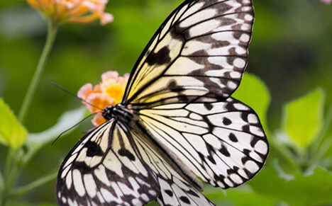 Butterfly Gardens