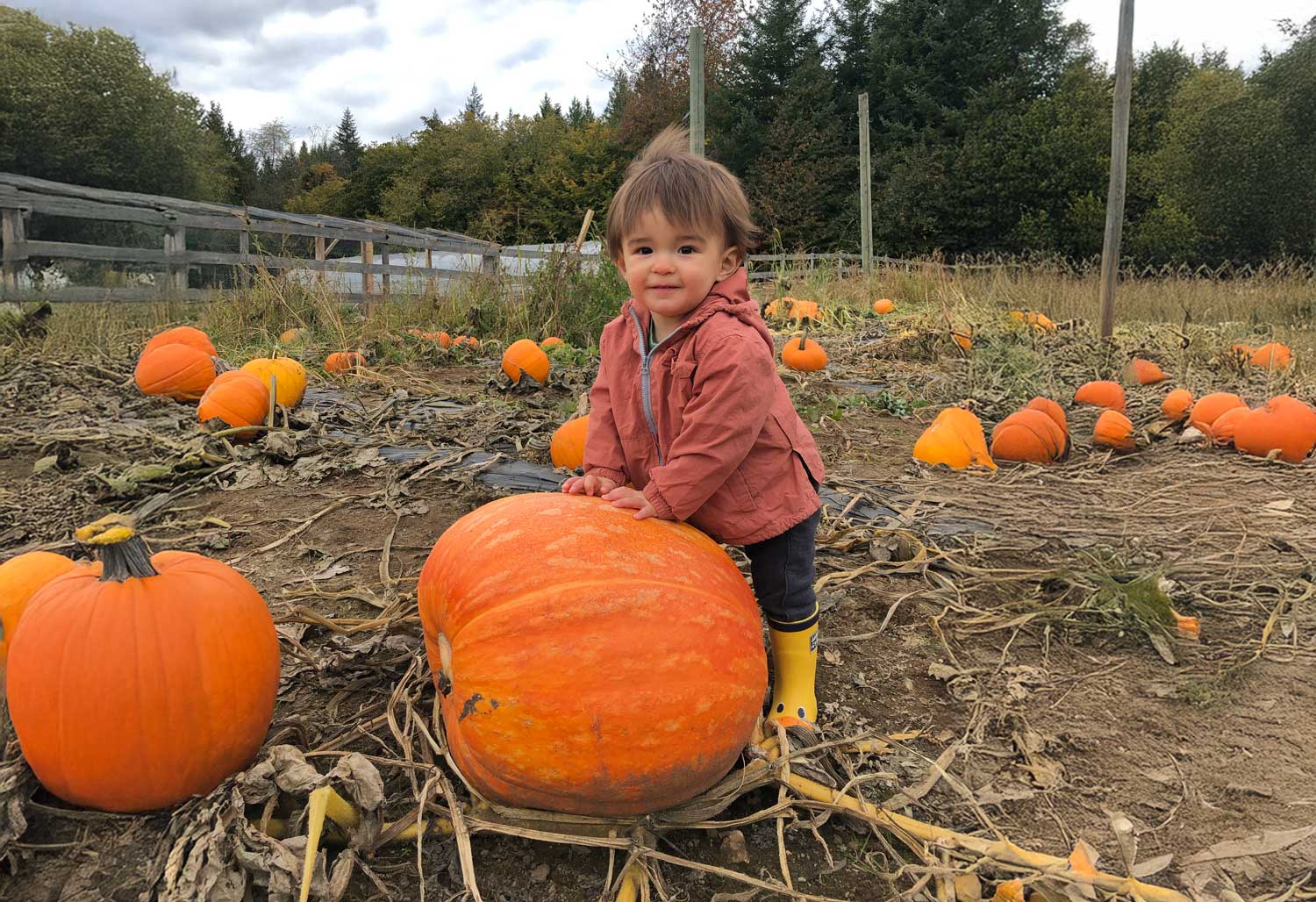 Pumpkin Patches in Victoria