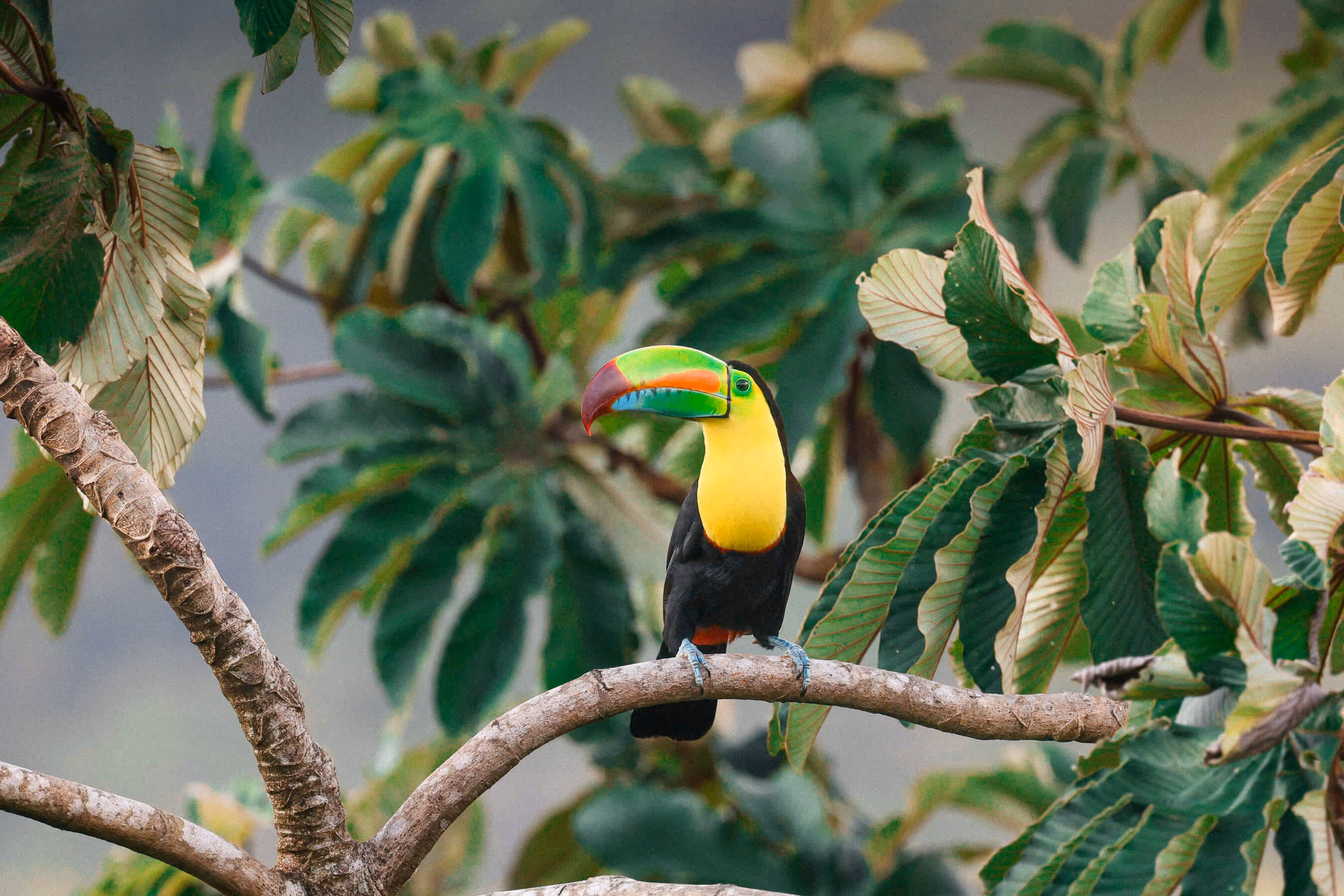 A tucan sitting on a branch