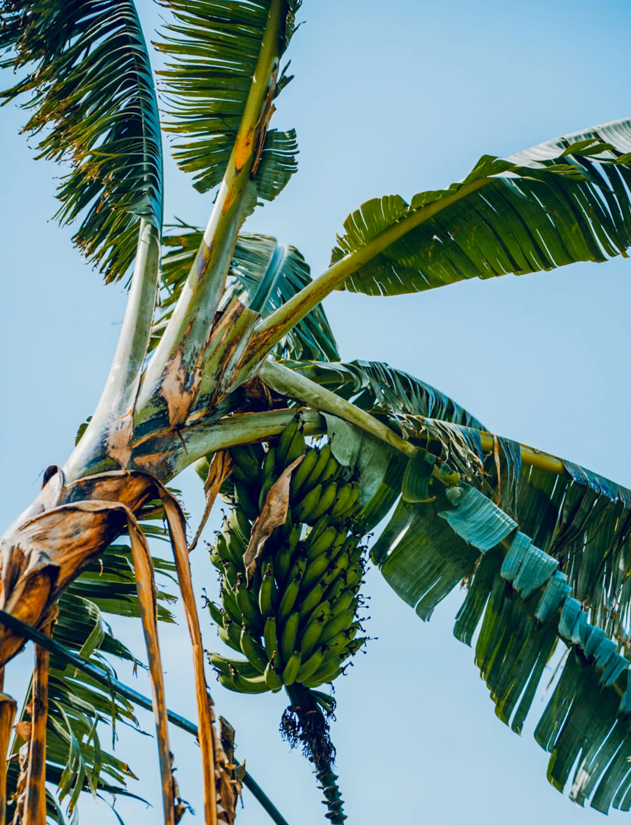 A banana palm with lots of green fuits