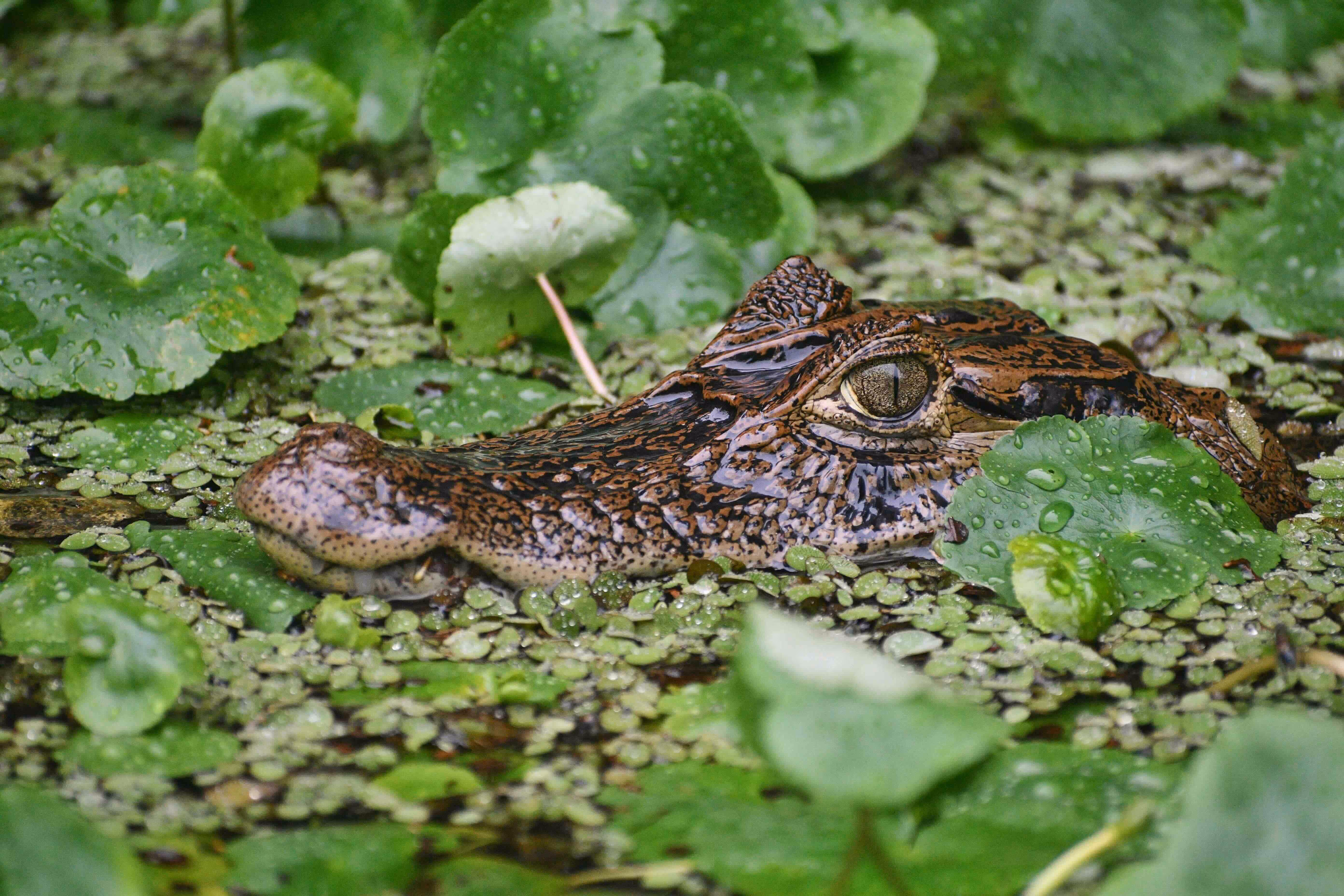 A crocodile in a swamp of leafs. 