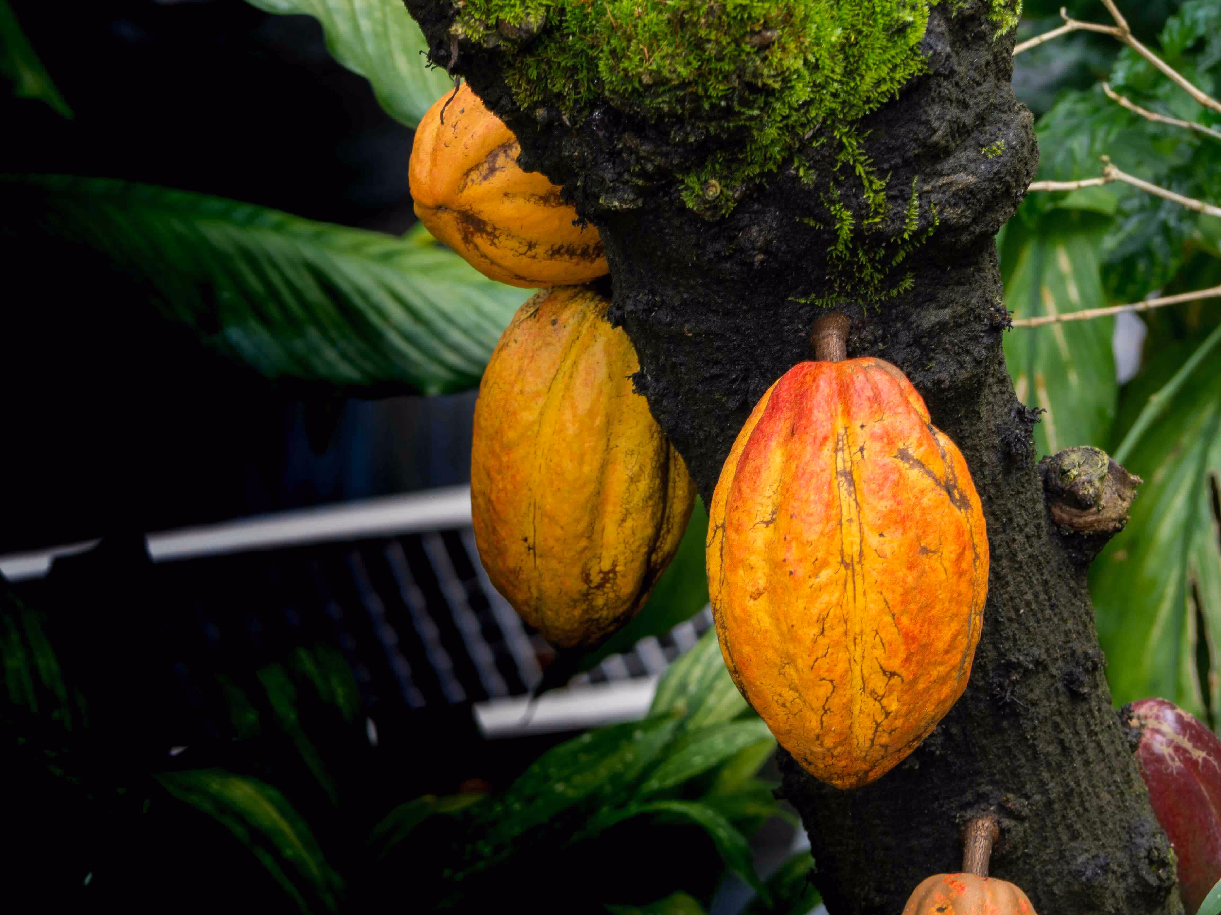A cacao tree in the rainforest.