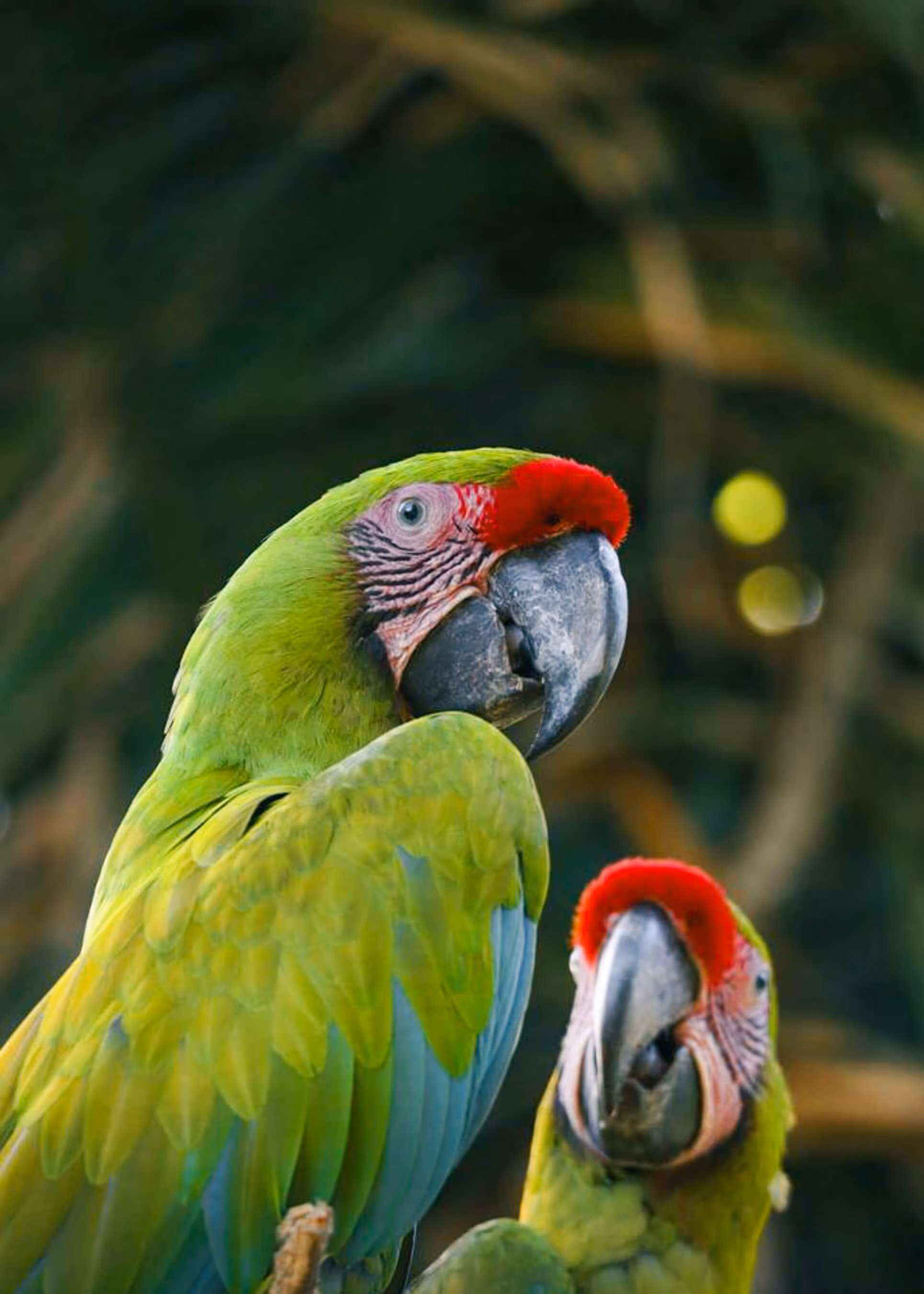 Two parrots sitting on a branch in the Costa Rican jungle.