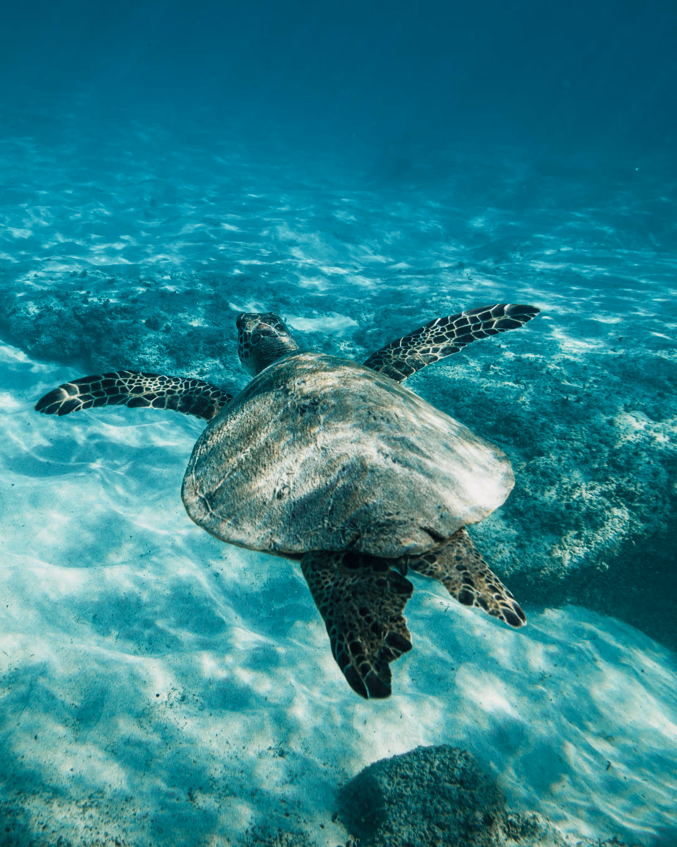 A turtle swimming in turquoise water.