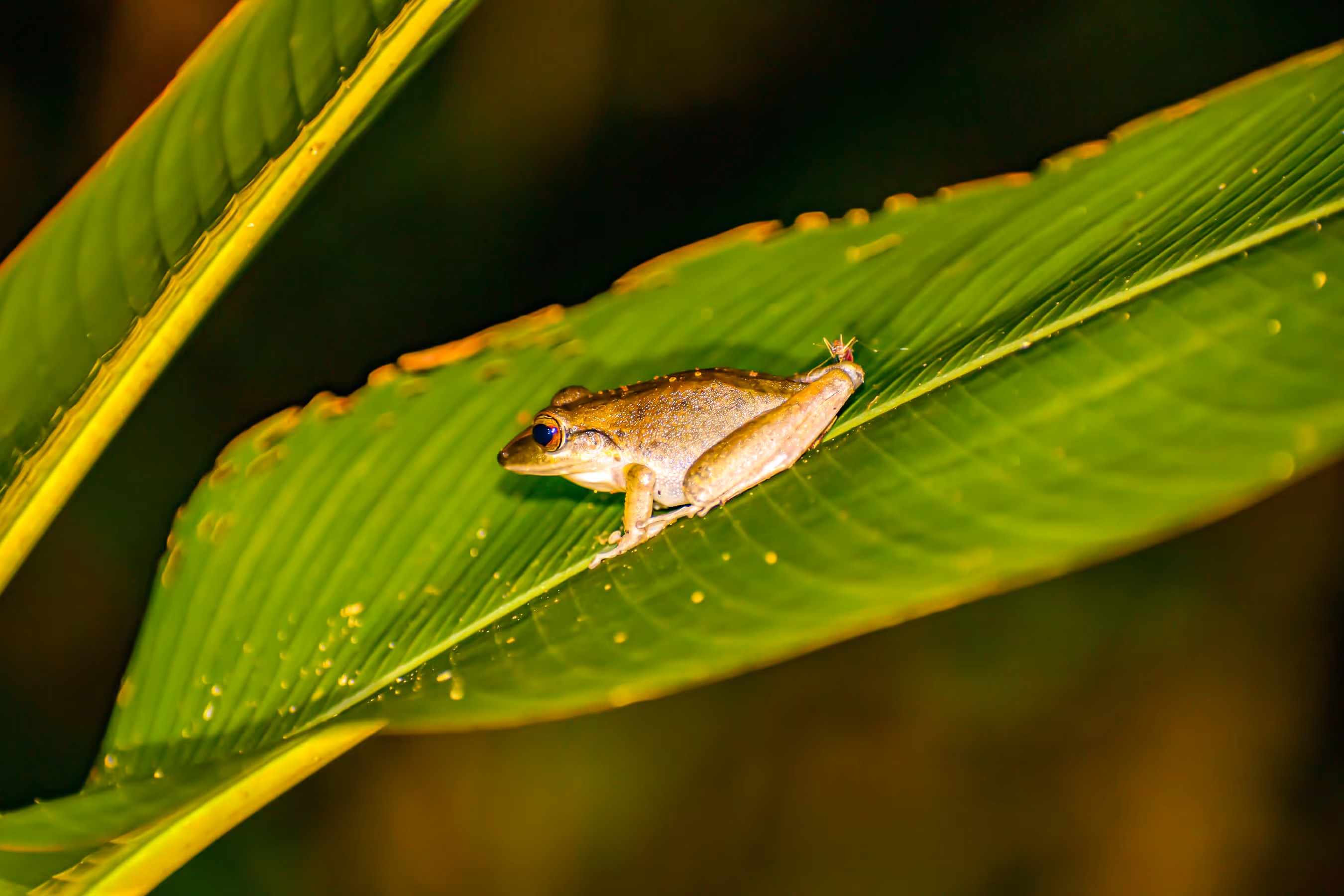 A frog sitting on a leaf in the rainforest of costa rica.
