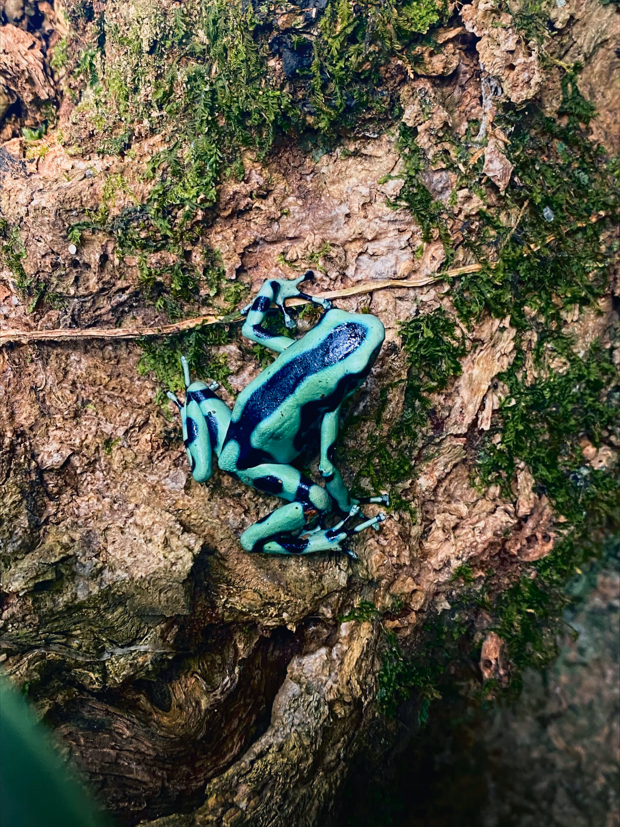 A green and black marvelled frog climbing up a tree branch.