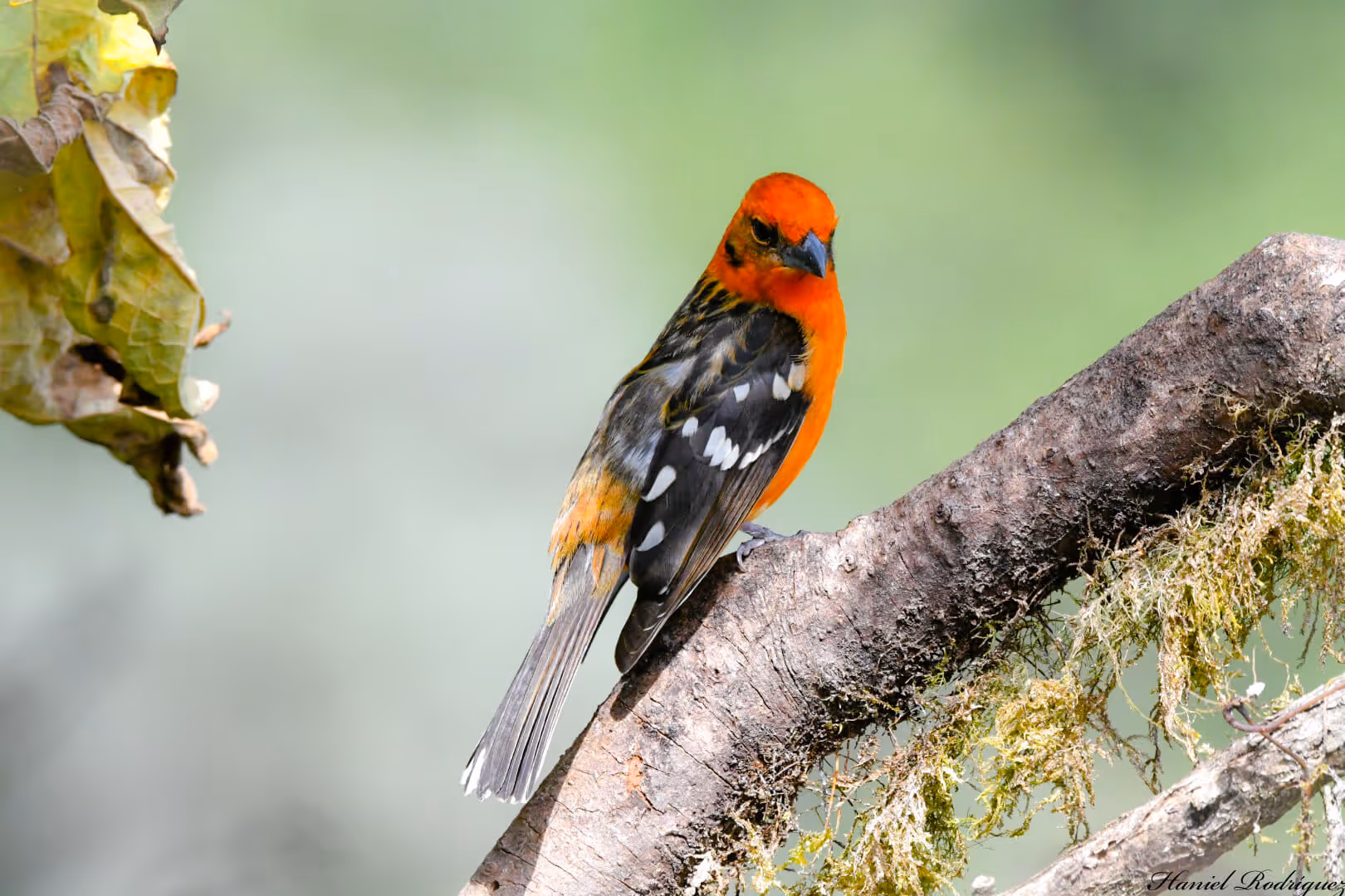 A colourful bird sitting on a tree branch in the jungle of Costa Rica.