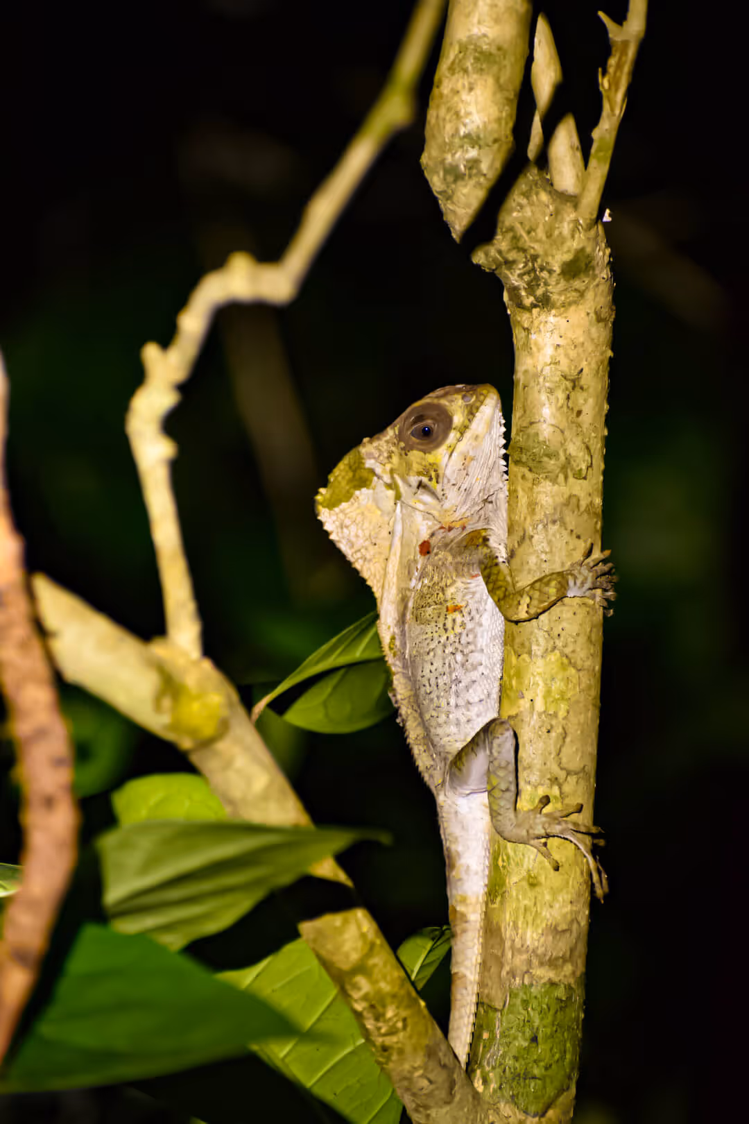 A lizard crawling up a branch at night.
