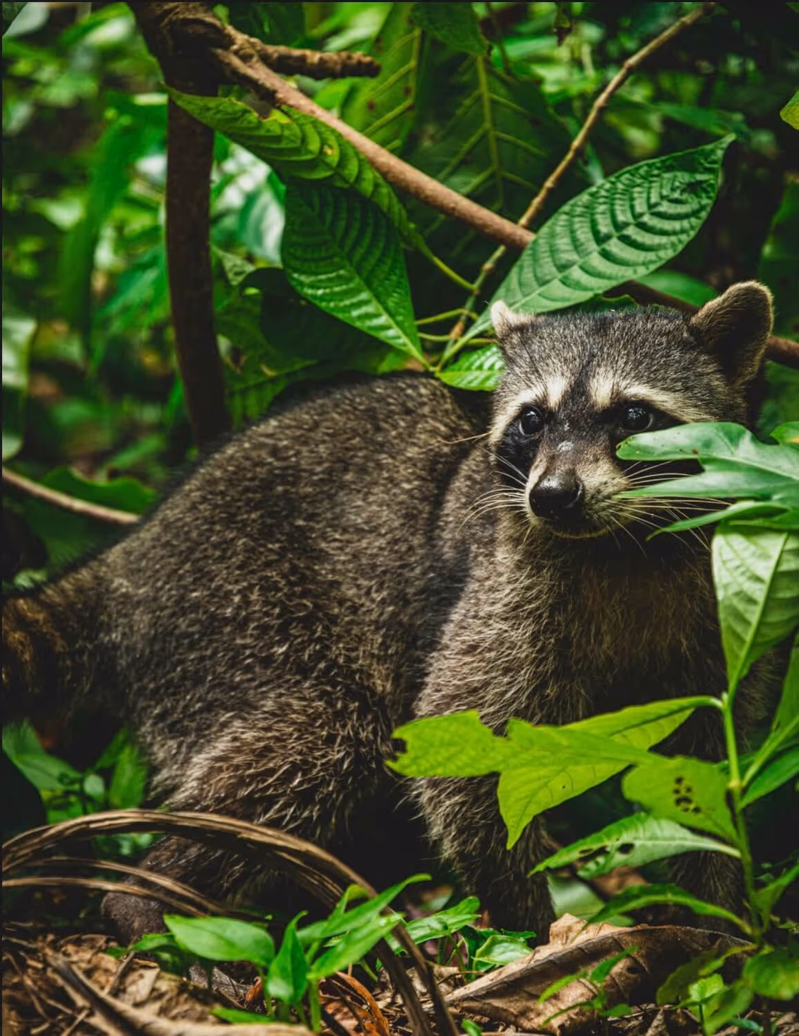 A racoon hiding beneath green leafs in the rainforest.