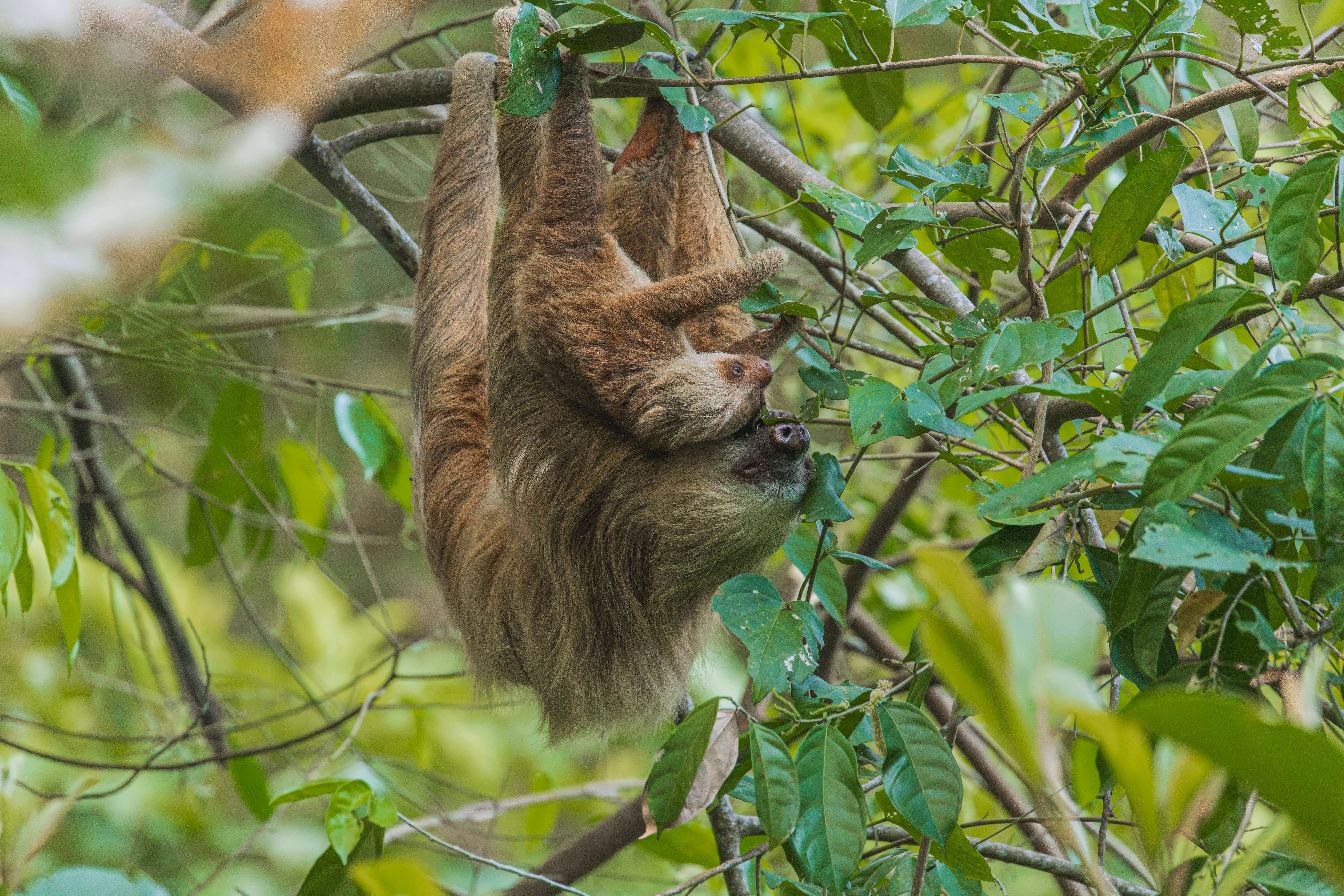 A sloth and their baby hanging upside down from a tree in Costa Rica.