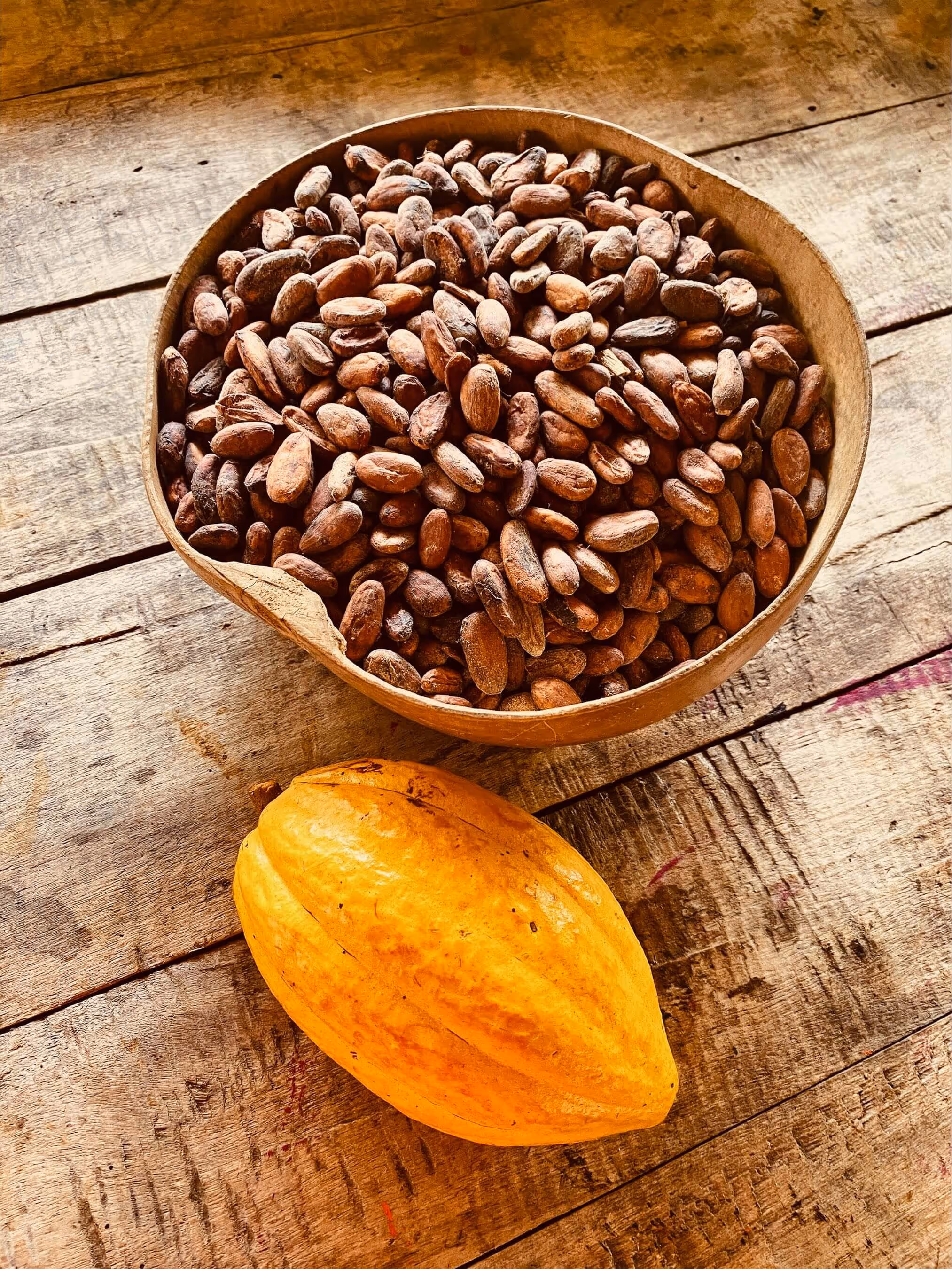 Cacao beans in a bowl.