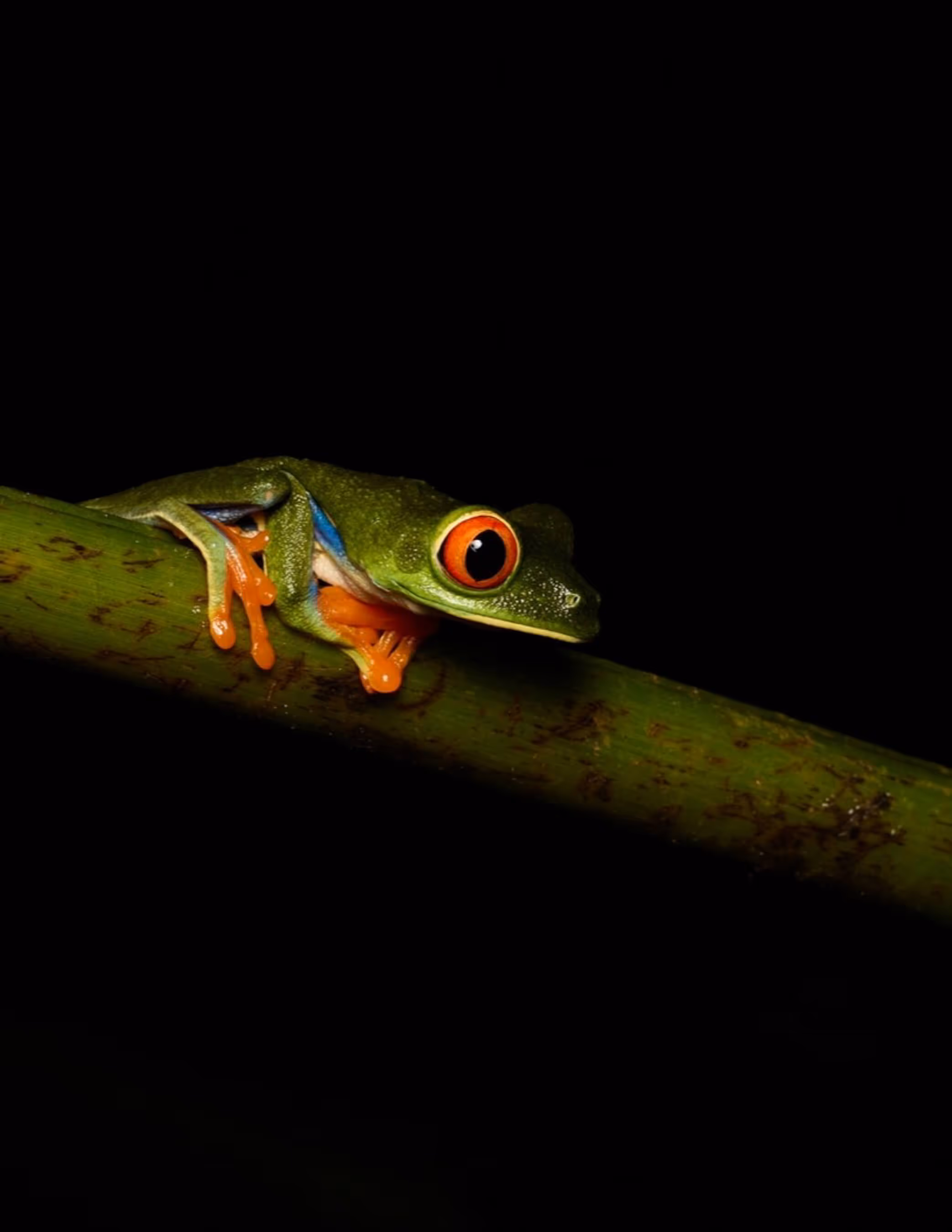 A green frog with orange feet sitting on a branch at nighttime in Costa Rica.