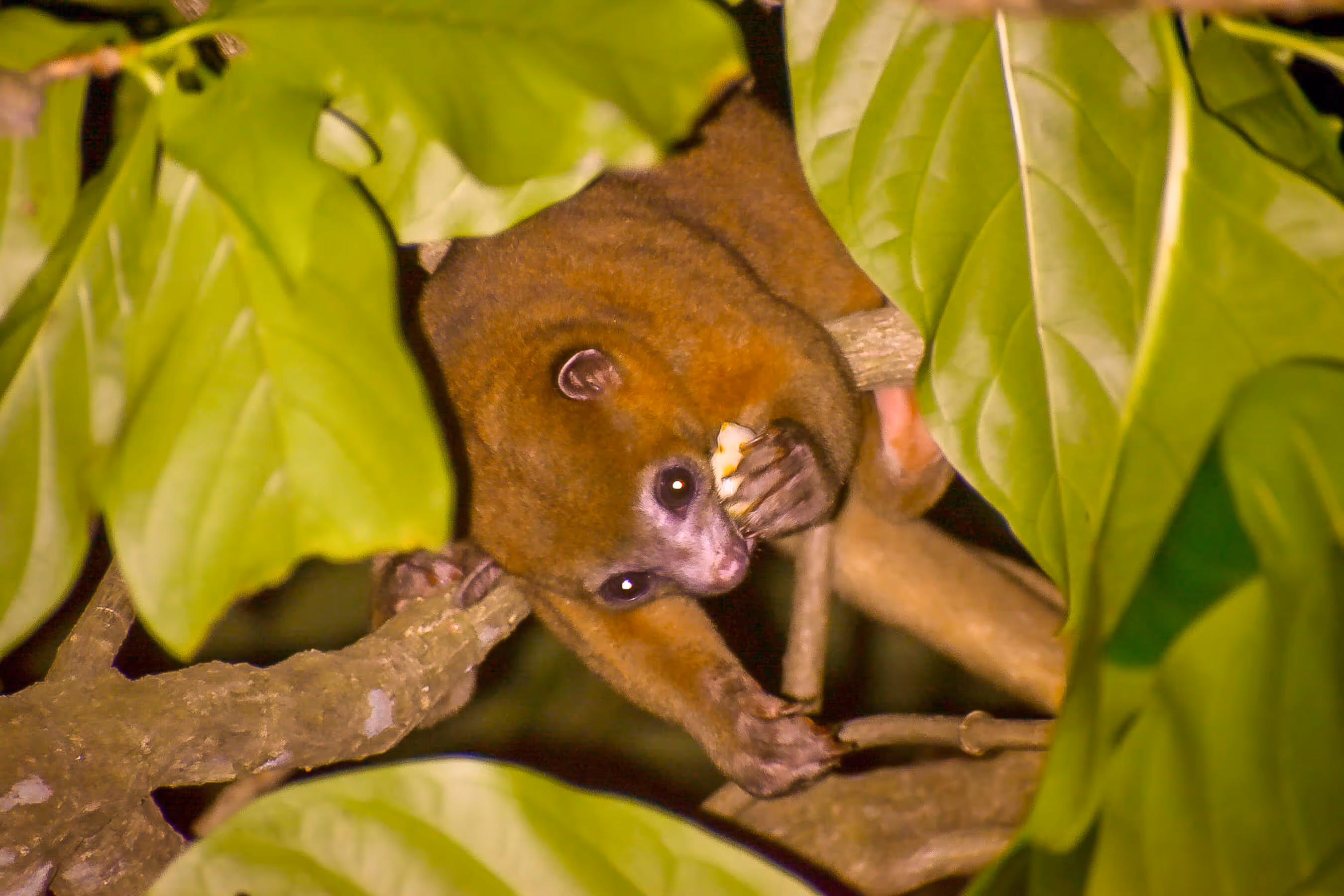 A honeybear in Costa Rica snacking on something at night time. 