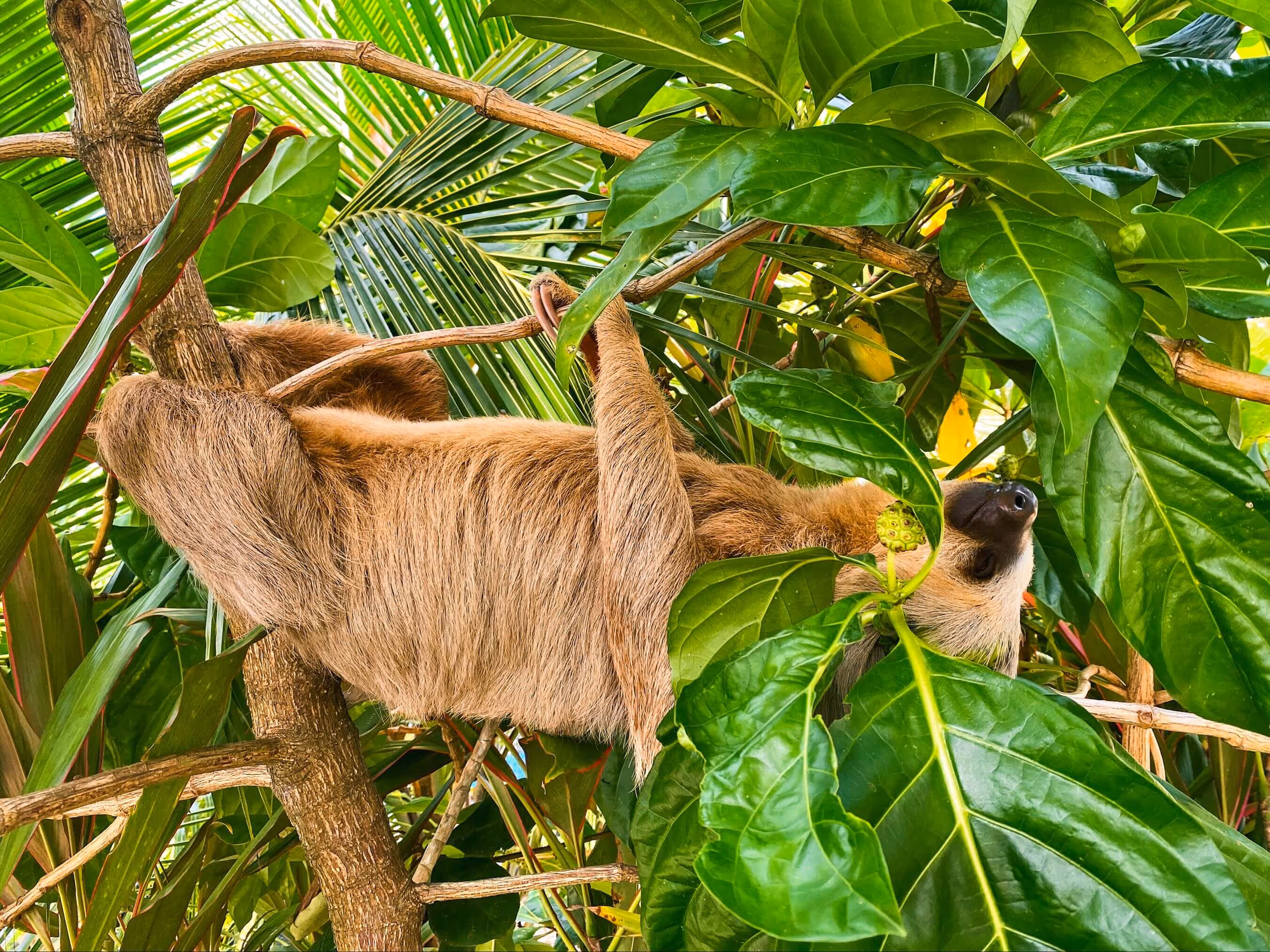 A cute sloth hanging upside down in a tree.