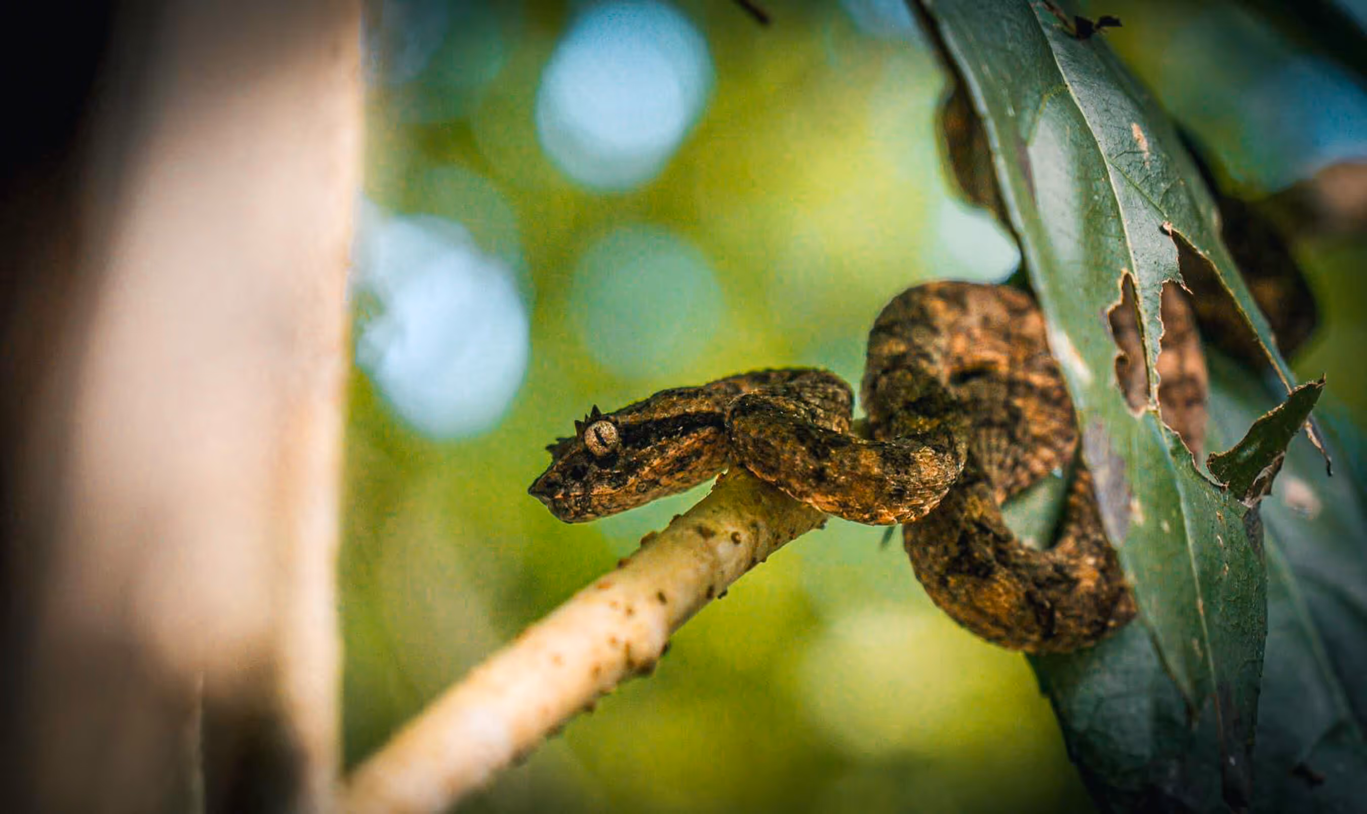 A brown snkae on a branch in between leaves in the Costa Rican jungle.