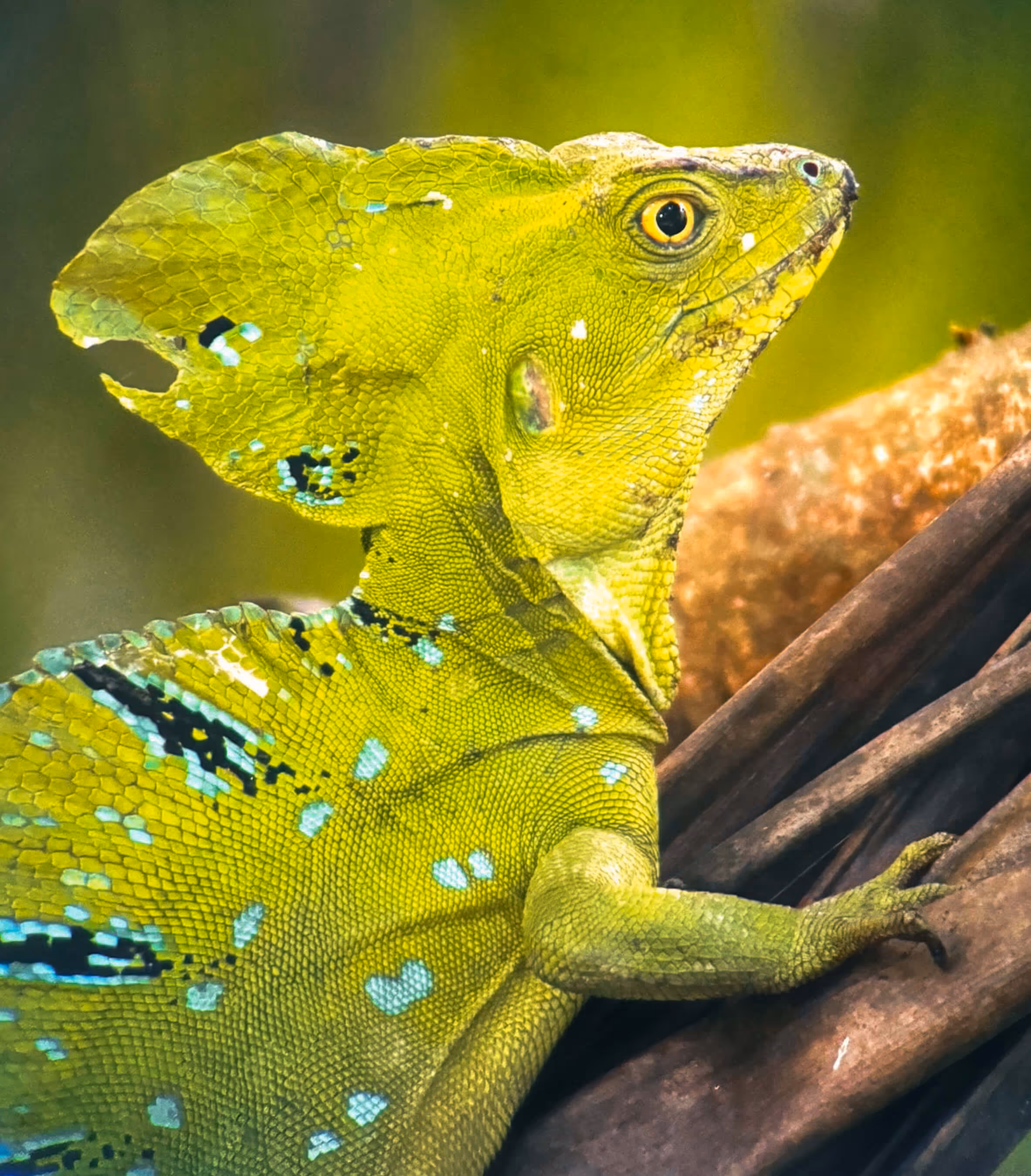 A green lizard crawling up a branch in the Costa Rican jungle.