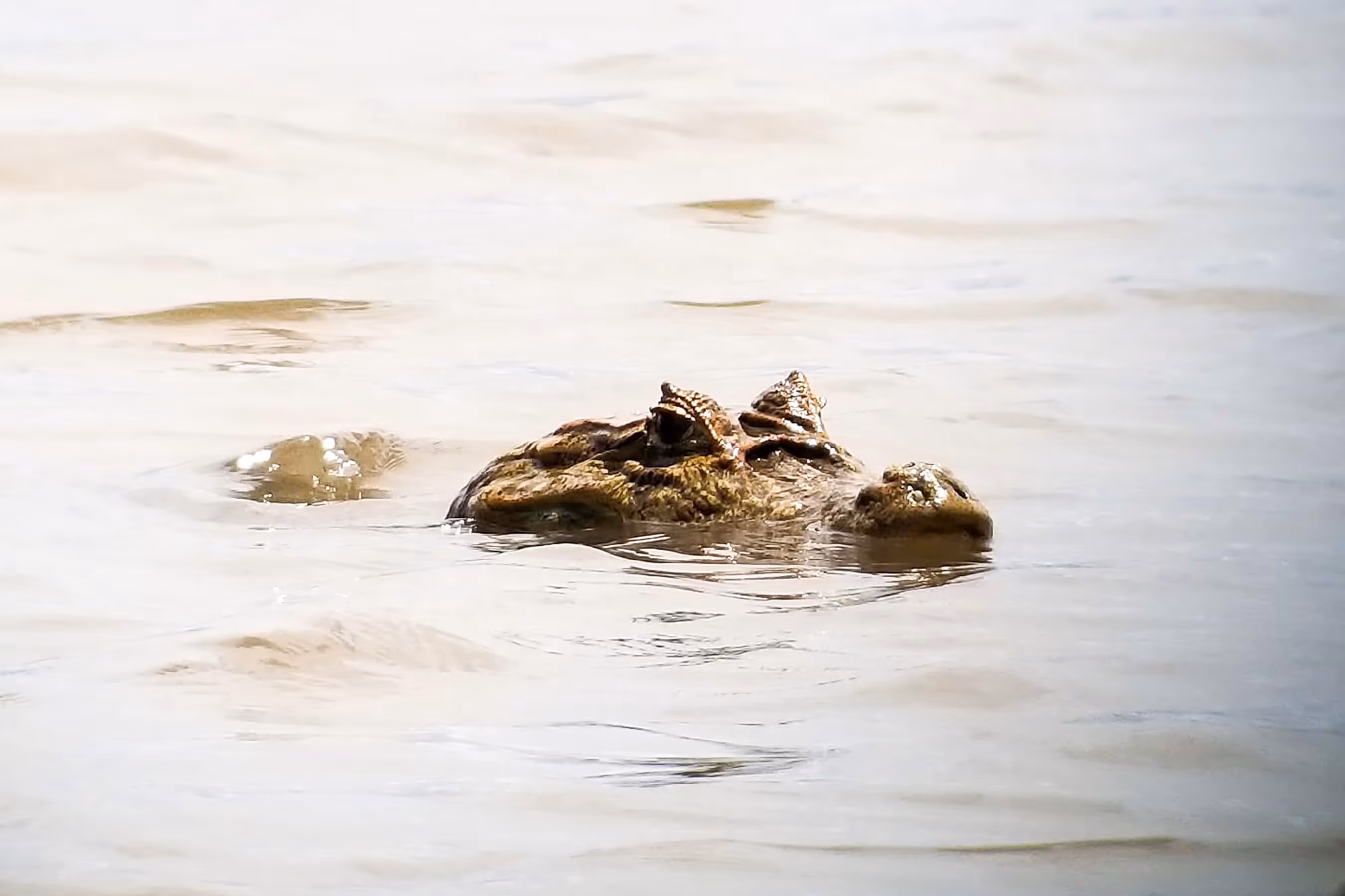 A crocodile swimming in a Costa Rican river.