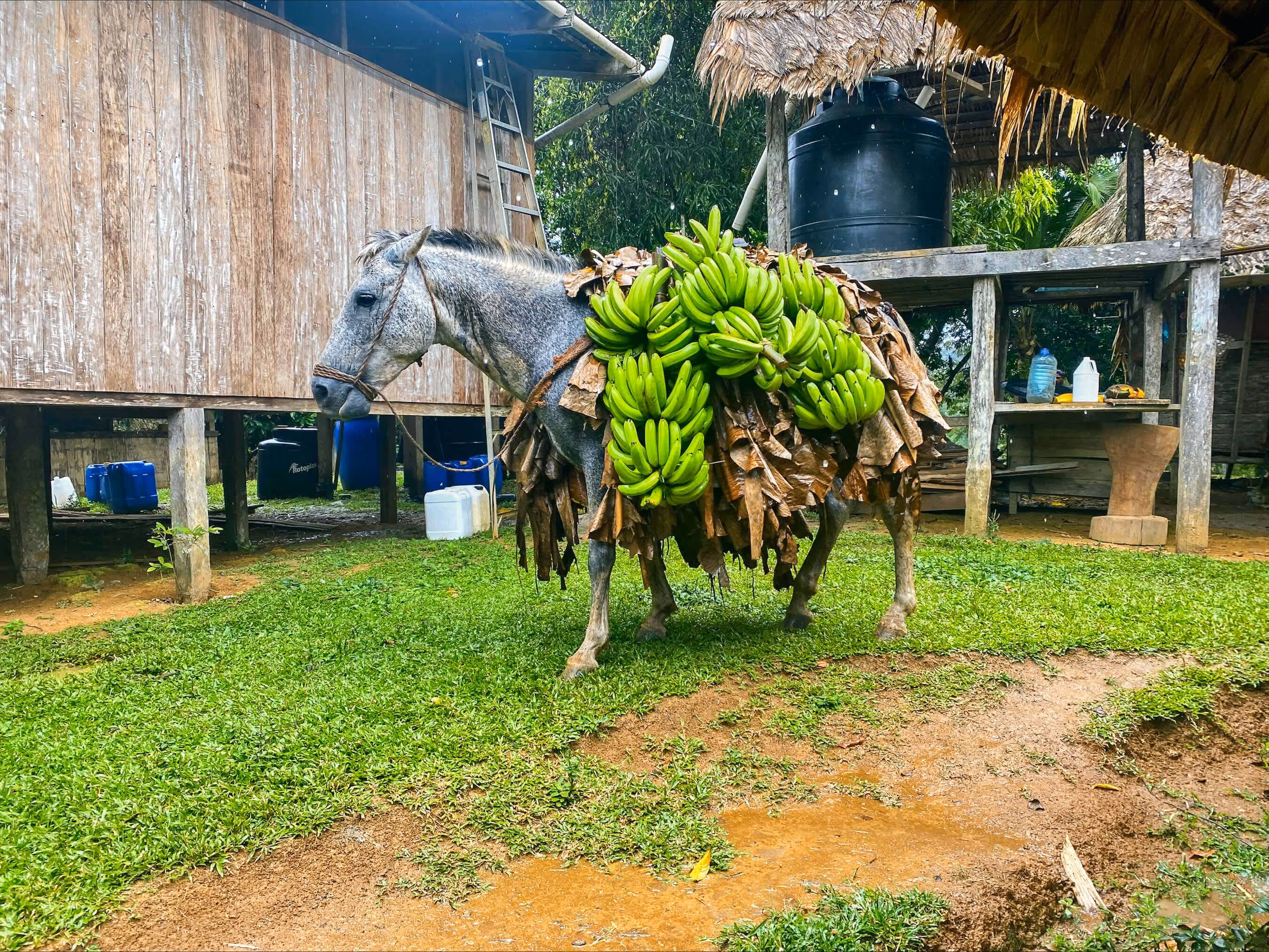 A donkey carrying bananas.