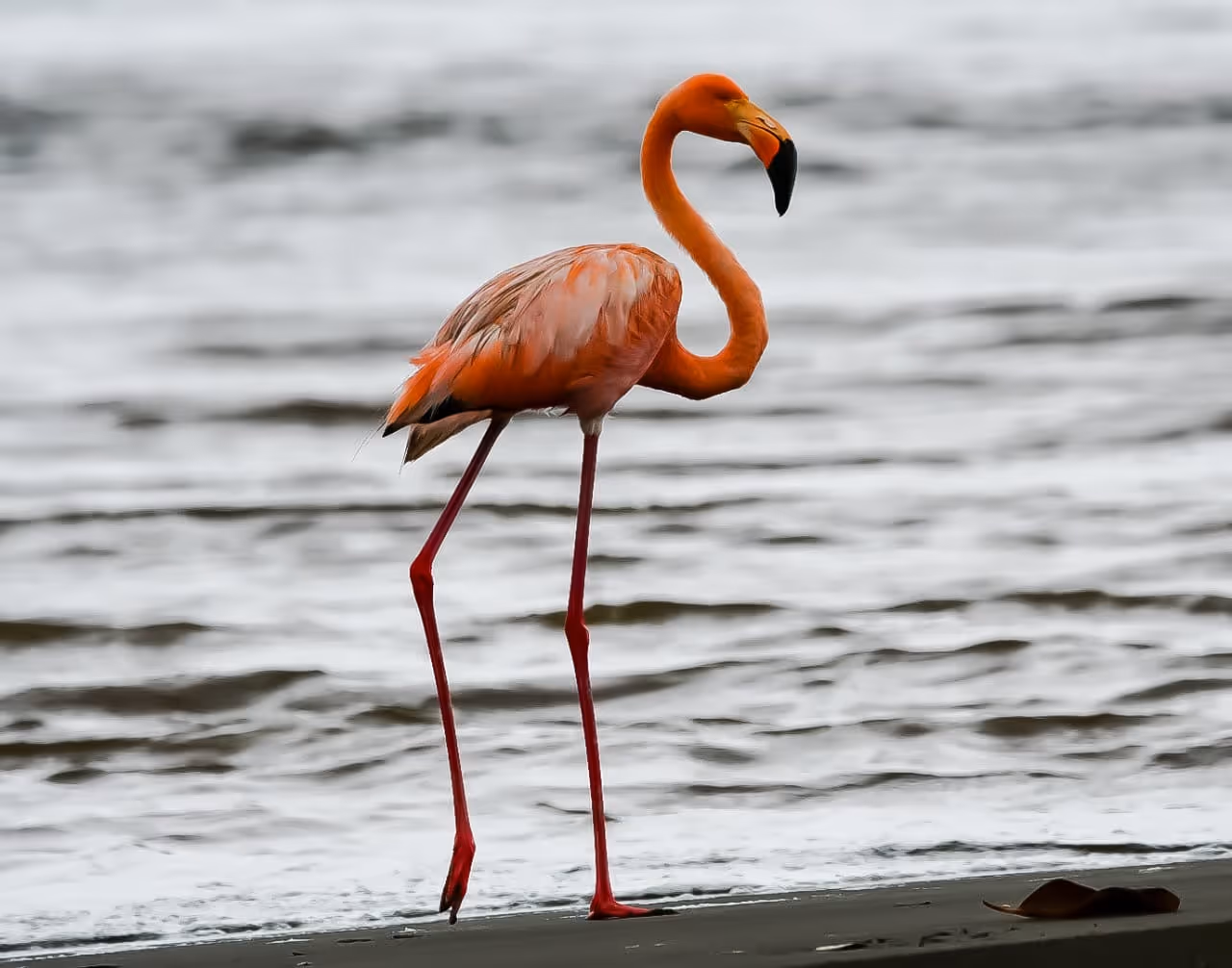 A flamingo walking along the beach in Costa Rica.