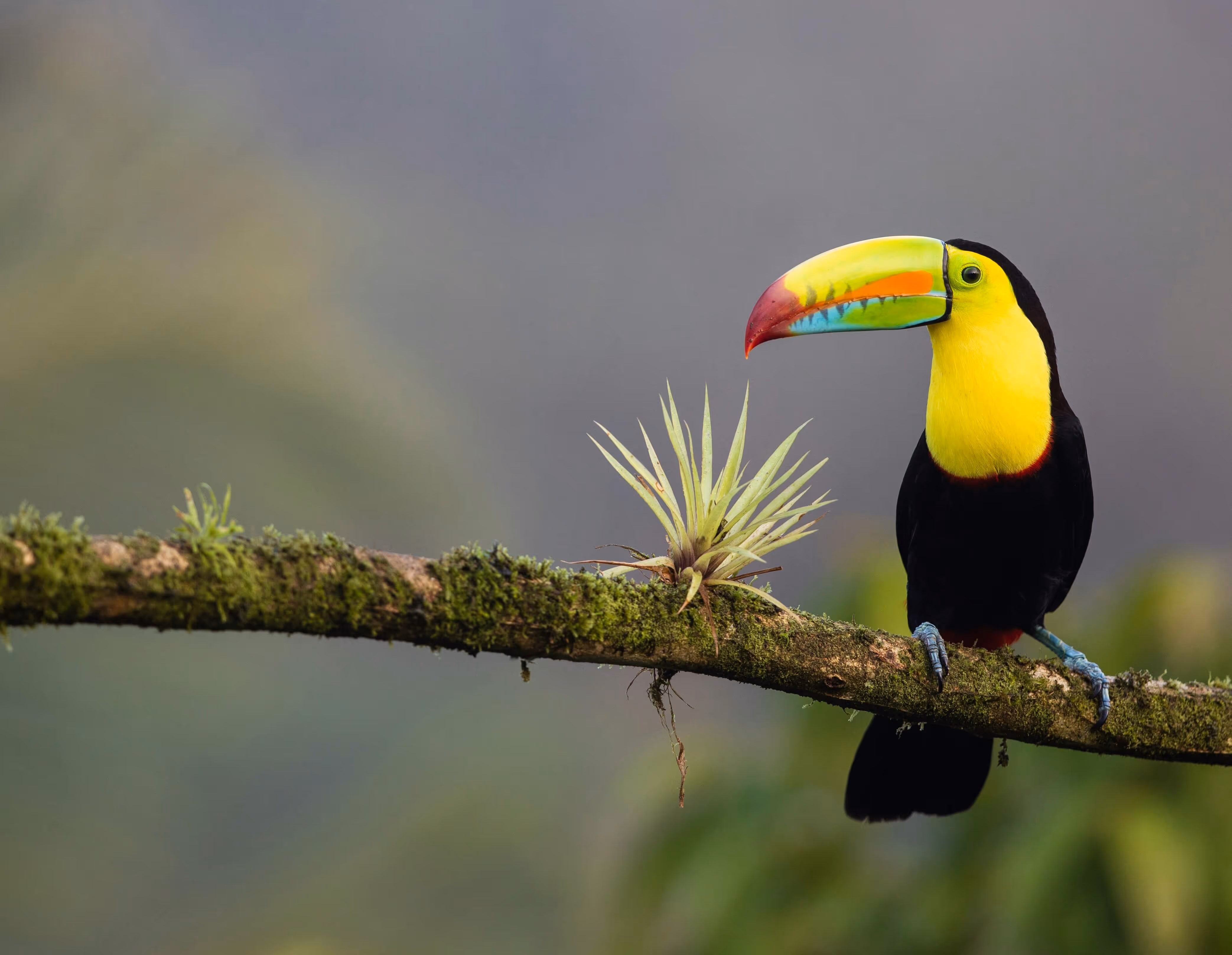 Toucan sitting on a branch in Costa Rica