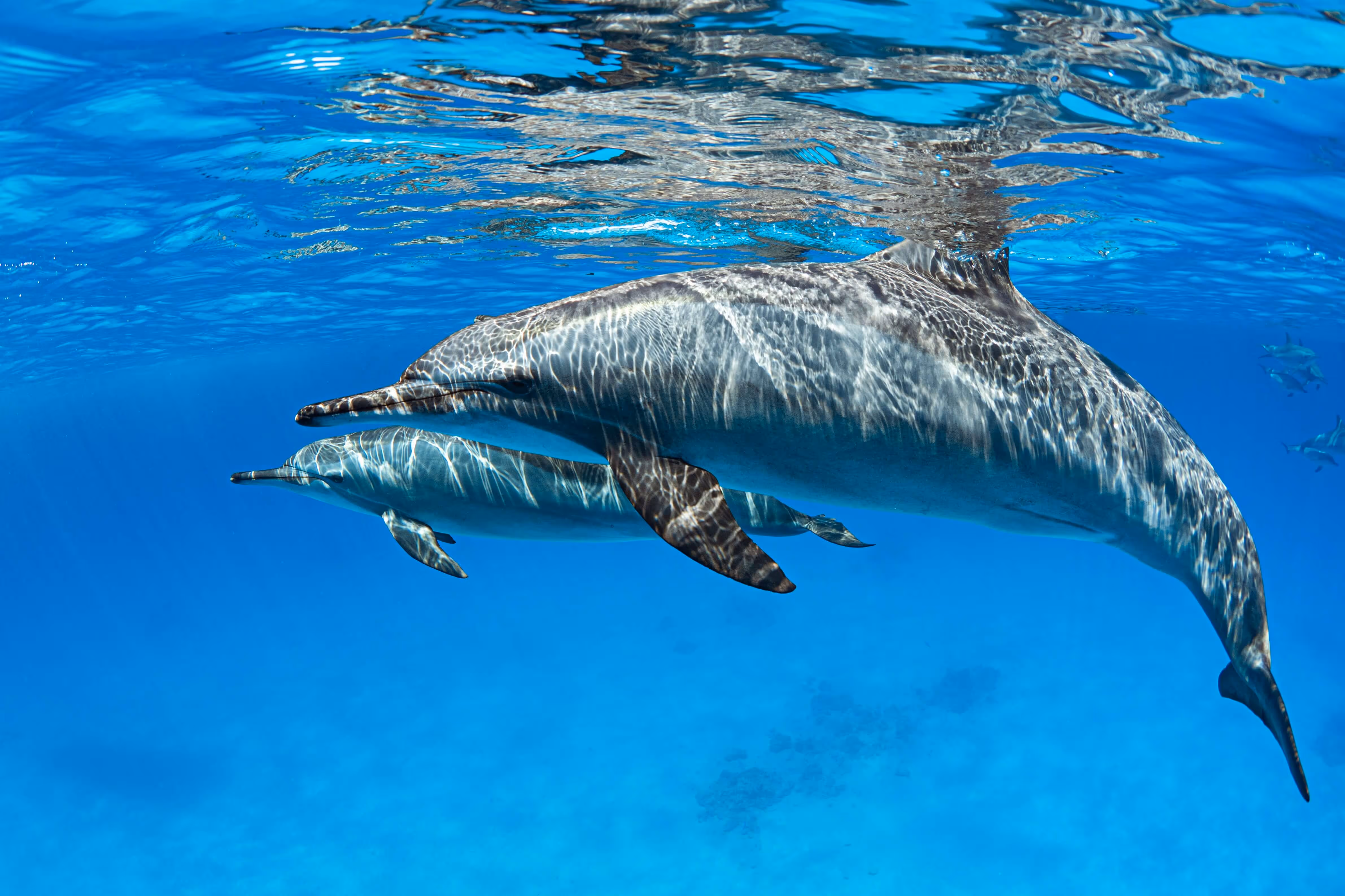 Dolphins swimming in the
Caribbean sea