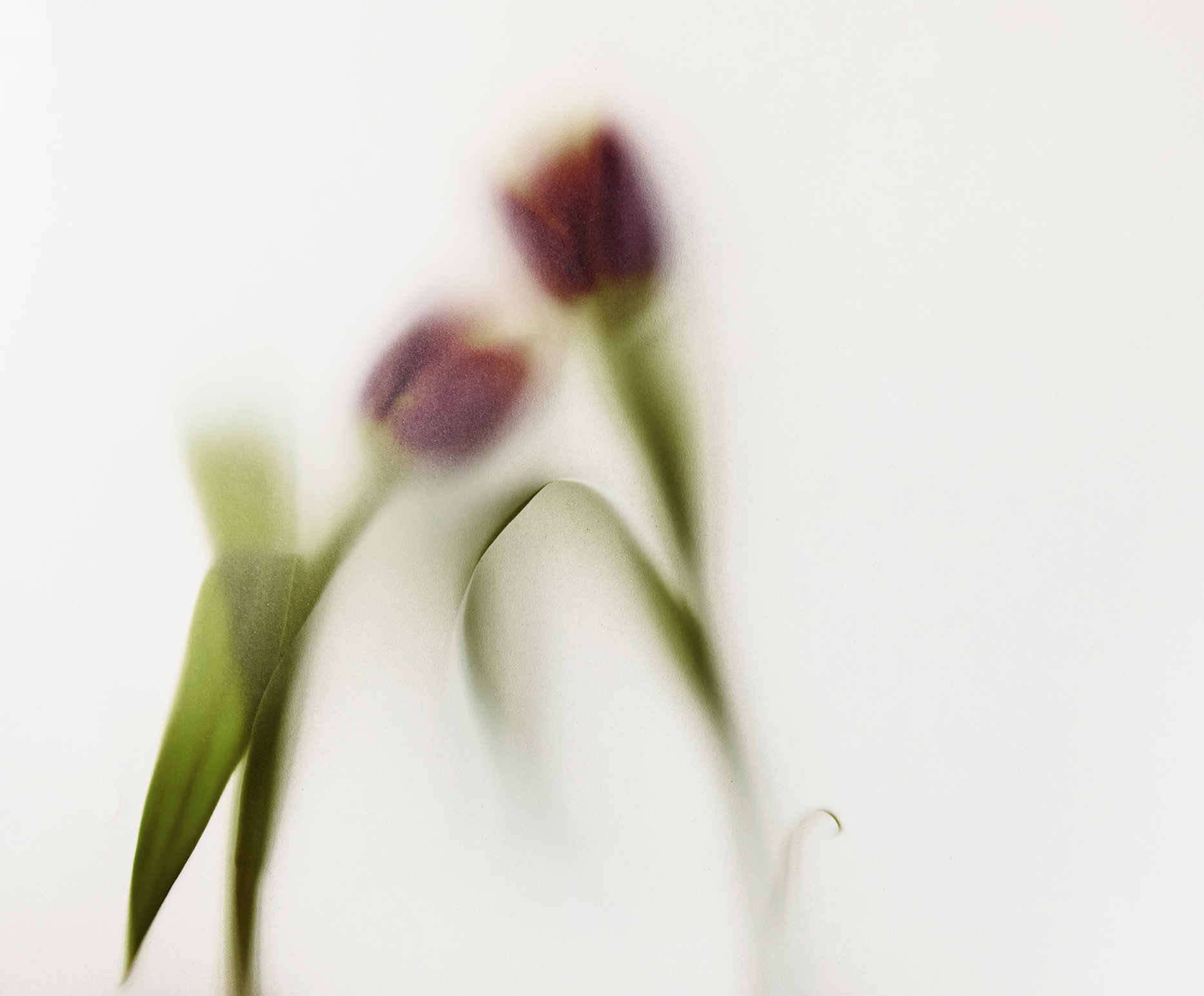 Abstract blurred tulip floral art photography – Fine-art close-up of tulip stems in soft focus, capturing Echoes of Eden’s sculptural floral aesthetic.