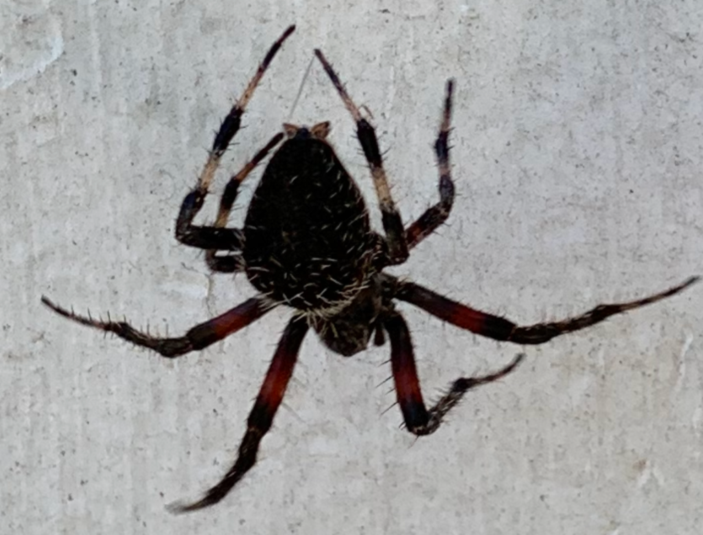 Residential & Commercial Pest Control