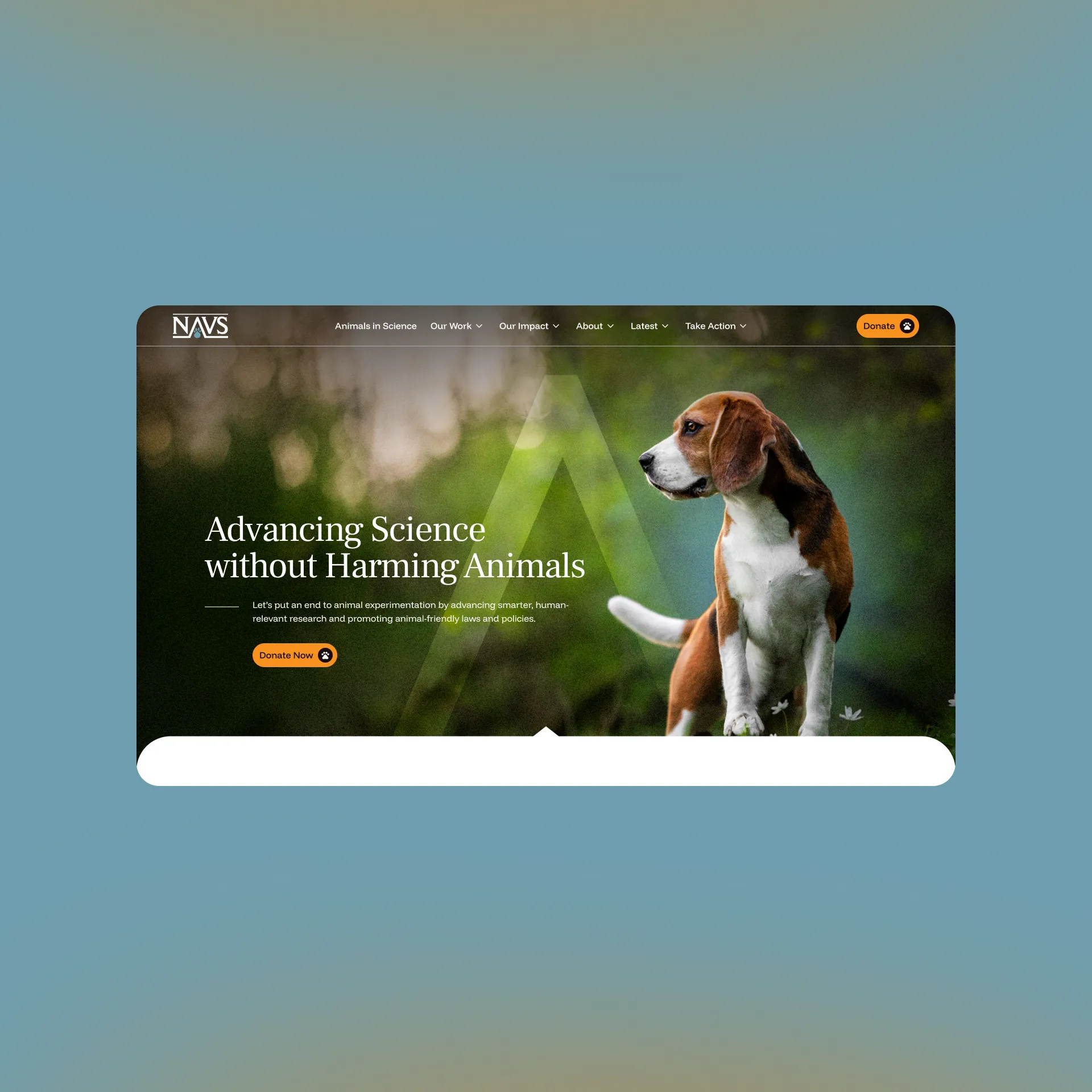 NAVS website hero section